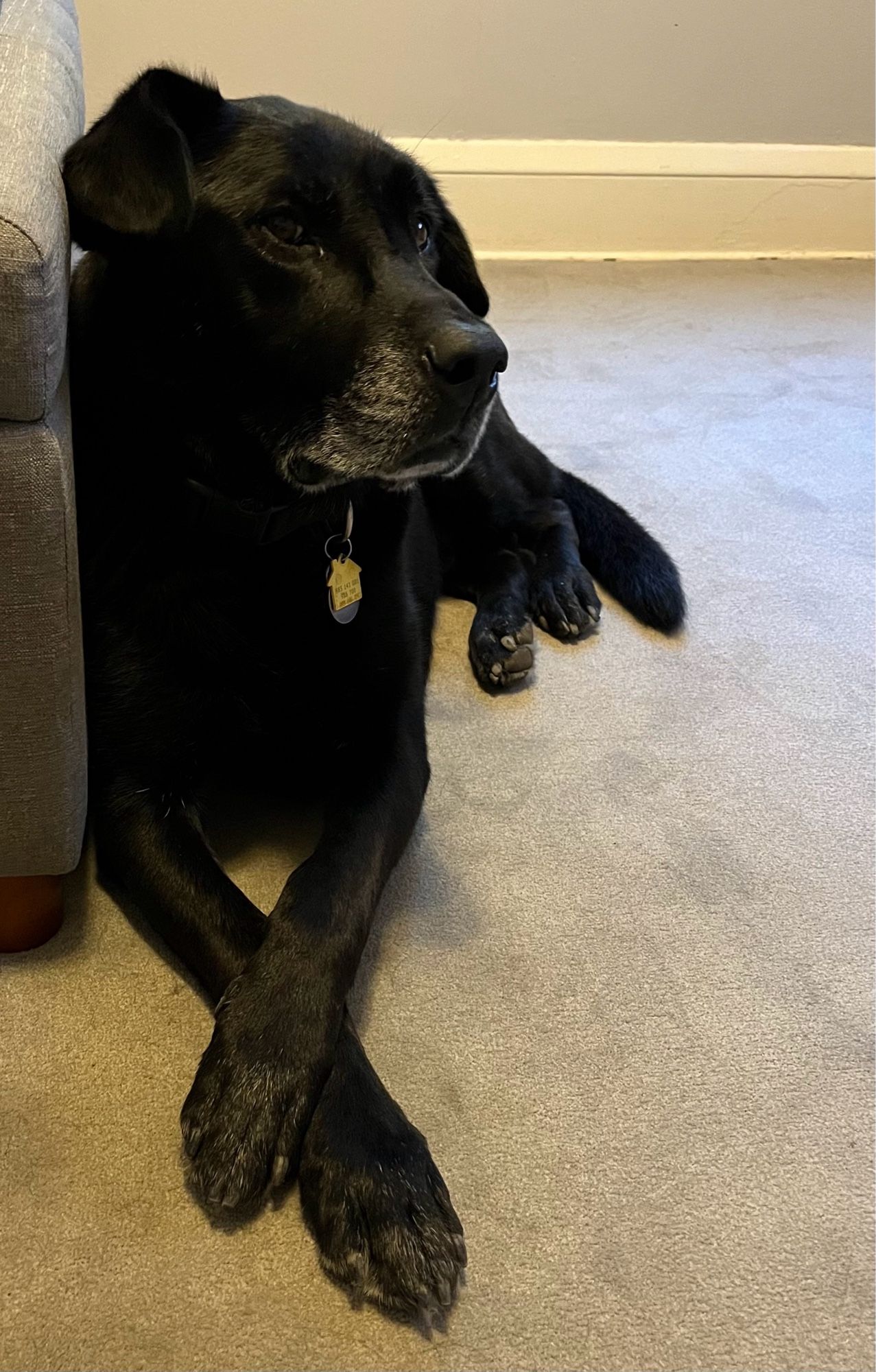 A black lab with front paws crossed, looking at the camera from the side of his eye