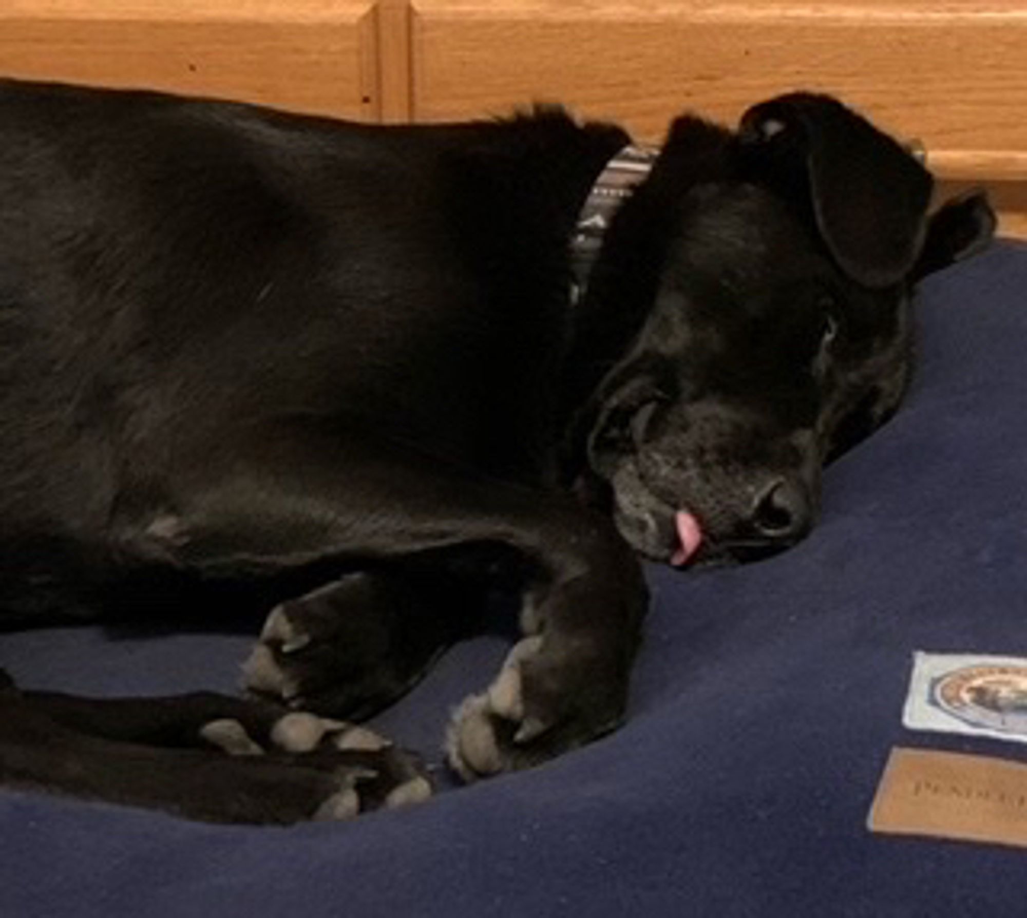 Black lab mix on his blue bed with his paws curled up a little bit and his tongue out - also a little bit