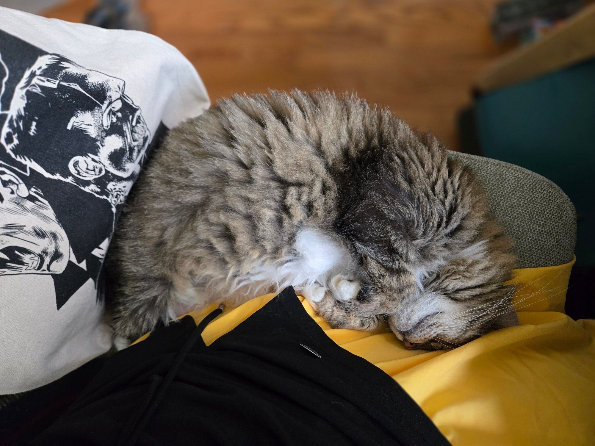 Photo of sleeping cat with curled Paws