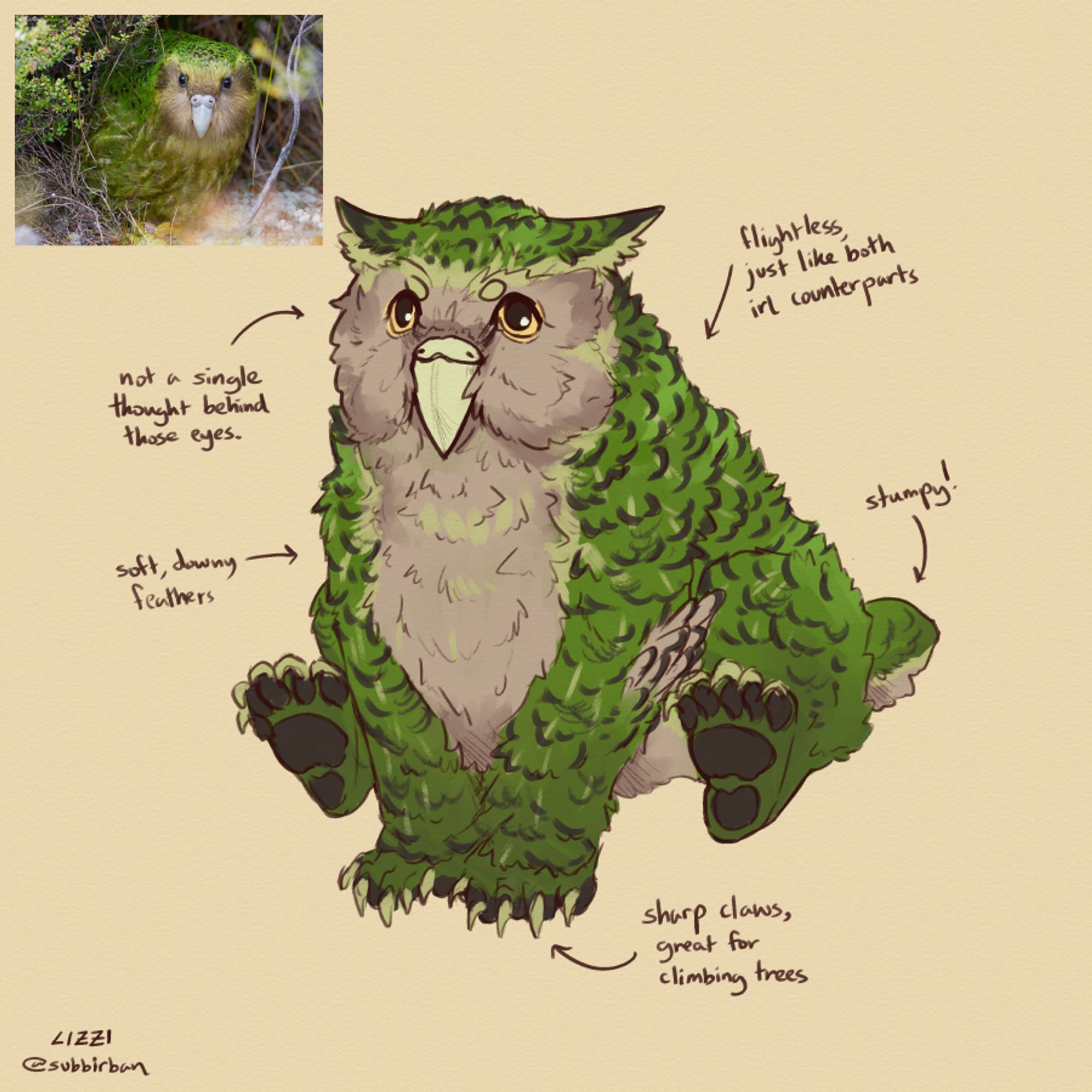 Concept for an owlbear from DND, but it has the coloration of a Kākāpō. It has predominantly green plumage with a beige face and underbelly, yellow eyes, dark brown pawpads, and dark brown markings all over its body.