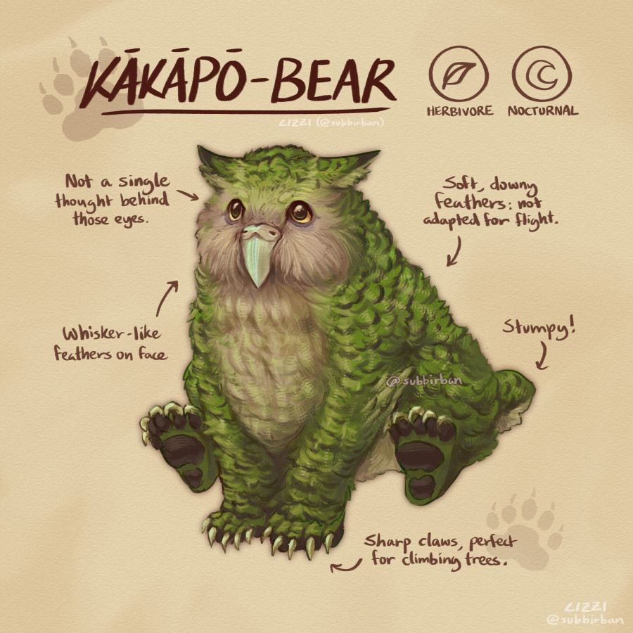 A reference sheet for a kākāpō-bear, a hybrid creature that is similar to the owlbear in the DnD universe. It is based off the real life kākāpō and black bear. It is covered mostly in green feathers, with a beige-toned face and underbelly and dark brown markings all over its body. It has large yellow eyes, long black claws, dark brown pawpads, and ear-like tufts on its head.