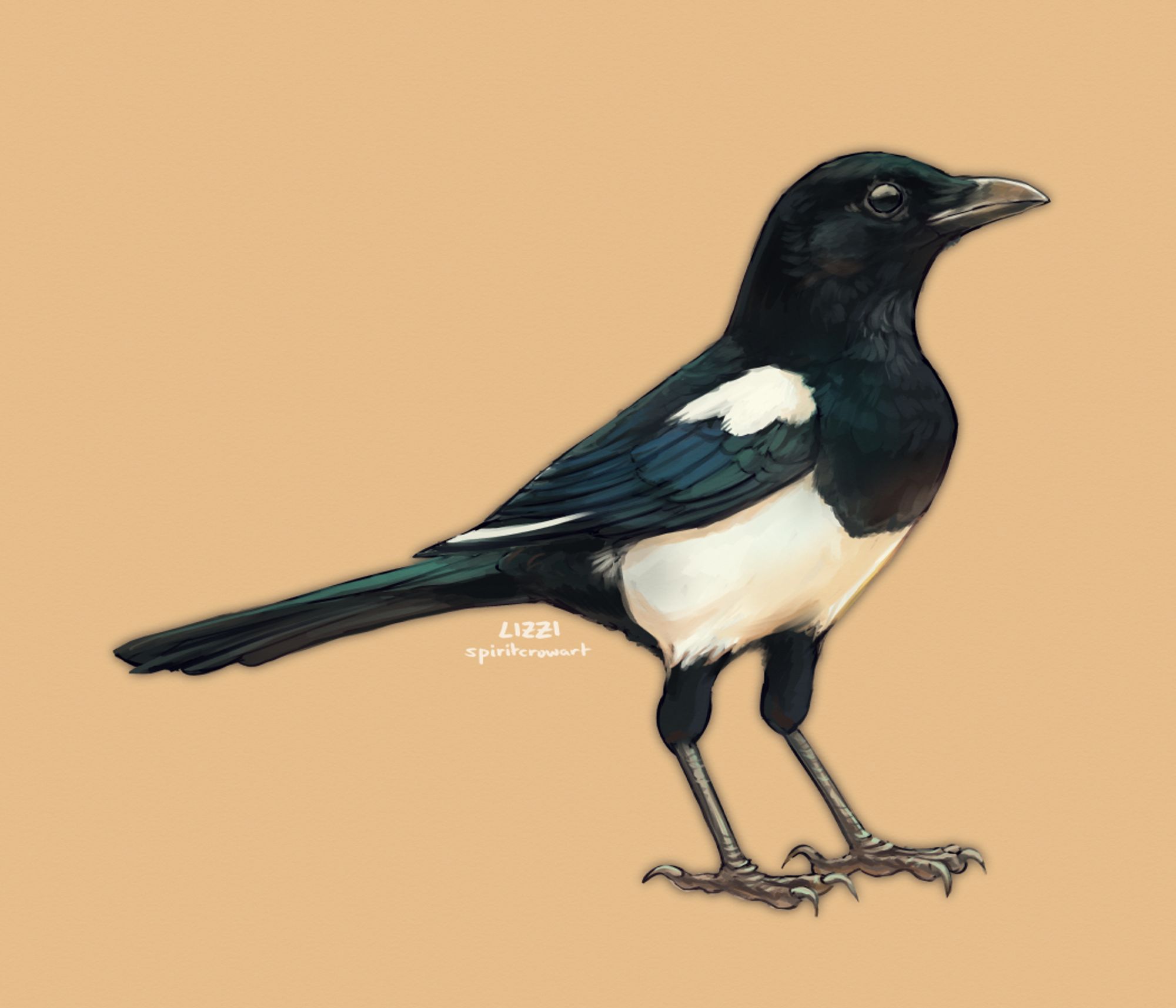 Digital painting of a Eurasian Magpie, a bird in the corvid family. It has mostly black feathers with a large white patch on its belly and shoulder. The black feathers shimmer blue-green under light.