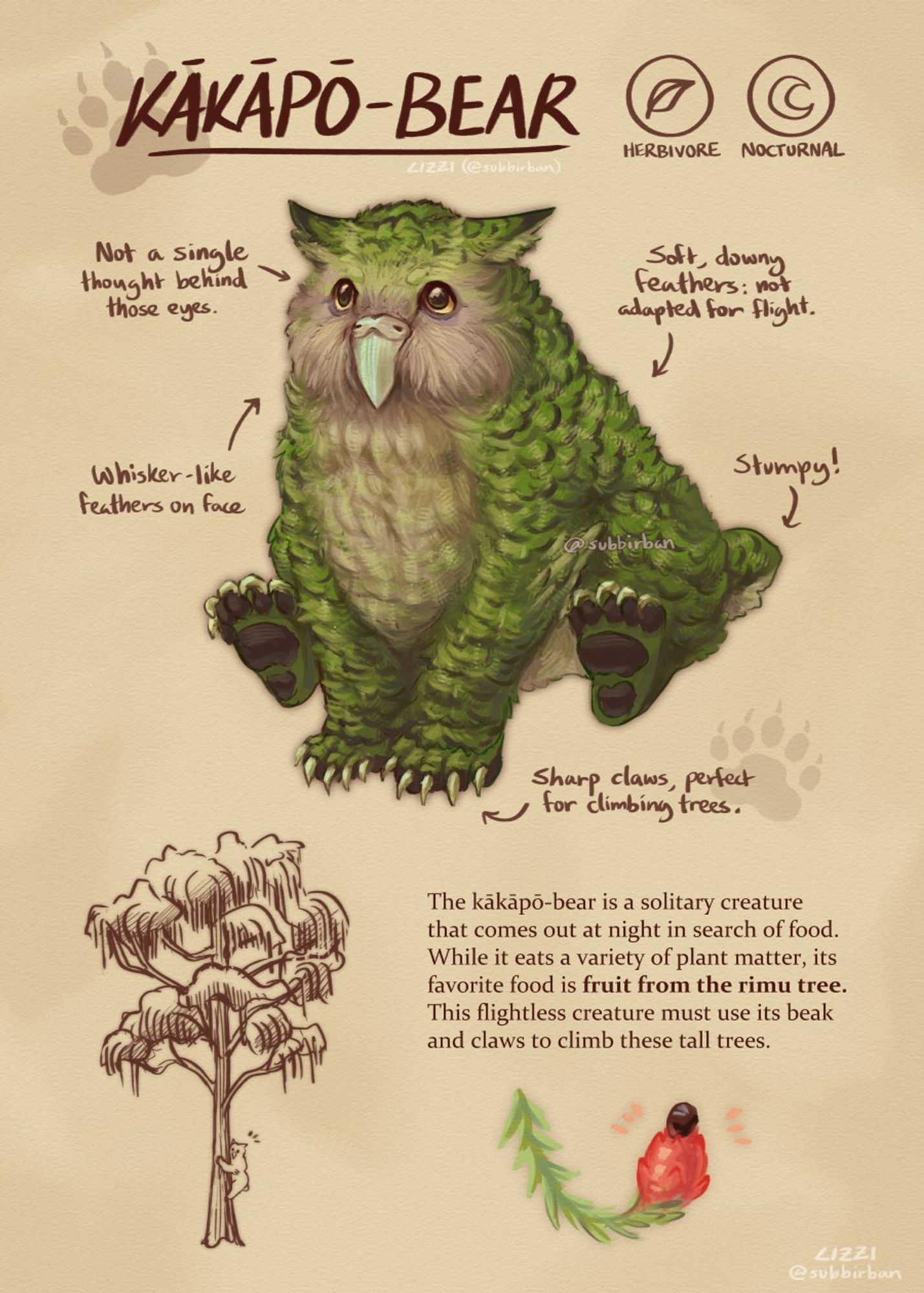 A reference sheet for a kākāpō-bear, a hybrid creature based off of the real life kākāpō and a black bear. It is covered mostly in green feathers, with a beige-toned face and underbelly and dark brown markings all over its body. It has large yellow eyes, long black claws, dark brown pawpads, and ear-like tufts on its head.

The rest of the reference sheet depicts its herbivorous diet, with a sketch of it climbing a rimu tree and a drawing of a rimu tree fruit.