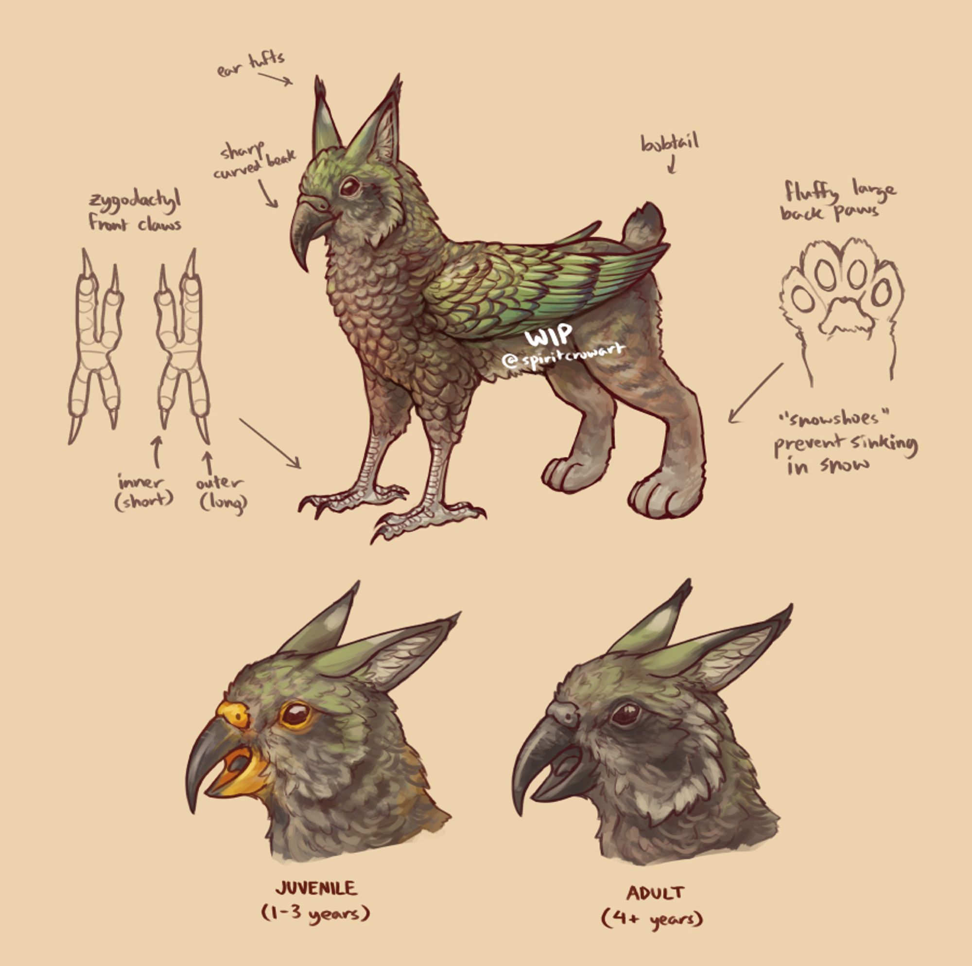 Work-in-progress sheet for a kea-griff, a gryphon-like creature based on a kea and a lynx. It has mostly tan feathers with patches of green on its head and wings. It has parrot-like front claws and fluffy large cat-like back paws.