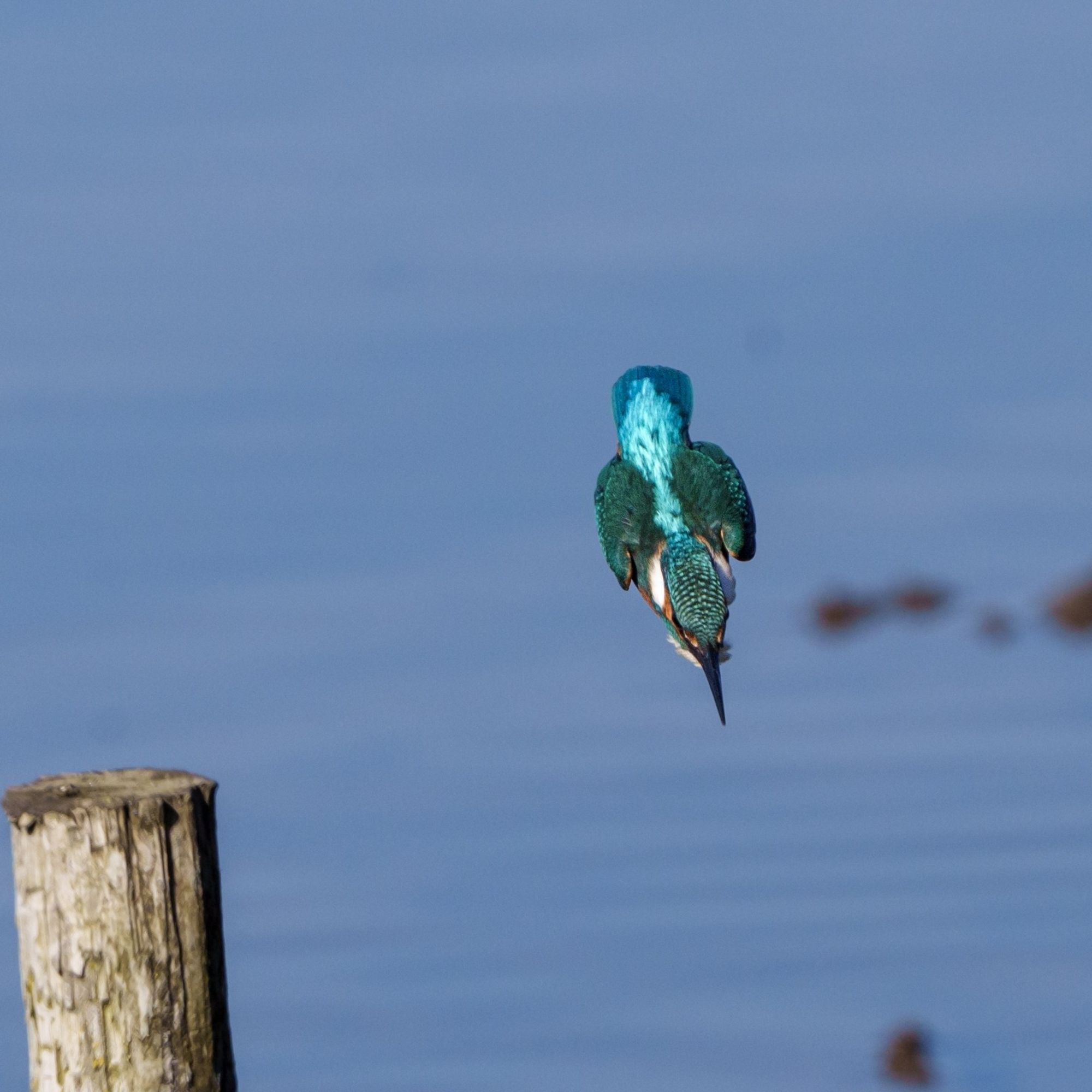 Kingfisher diving towards the water showing the blue streak down its back