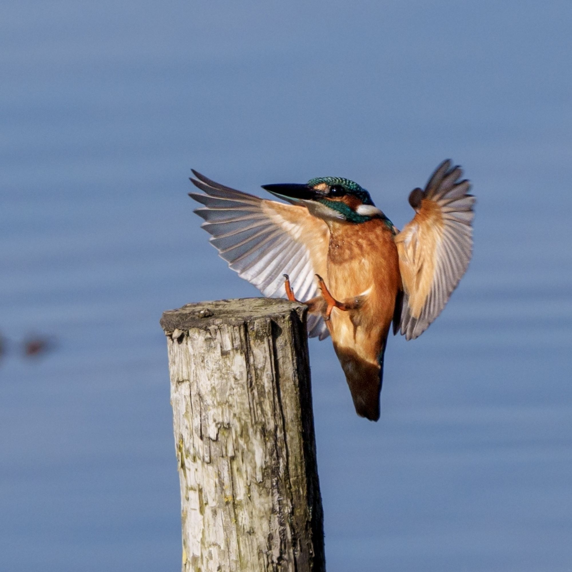 Kingfisher landing in a post with wood outstretched