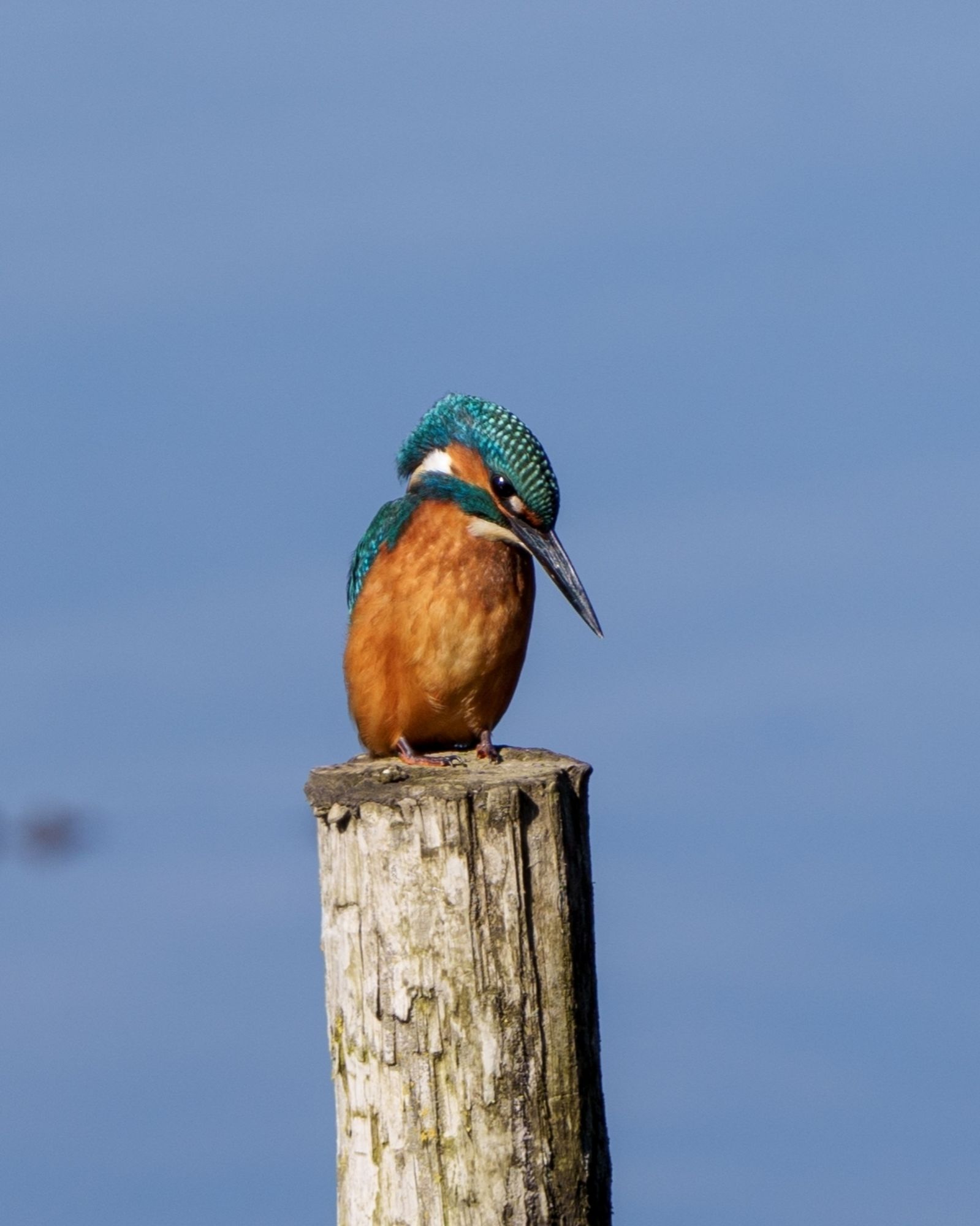 Kingfisher perched on a post, looking down at the water