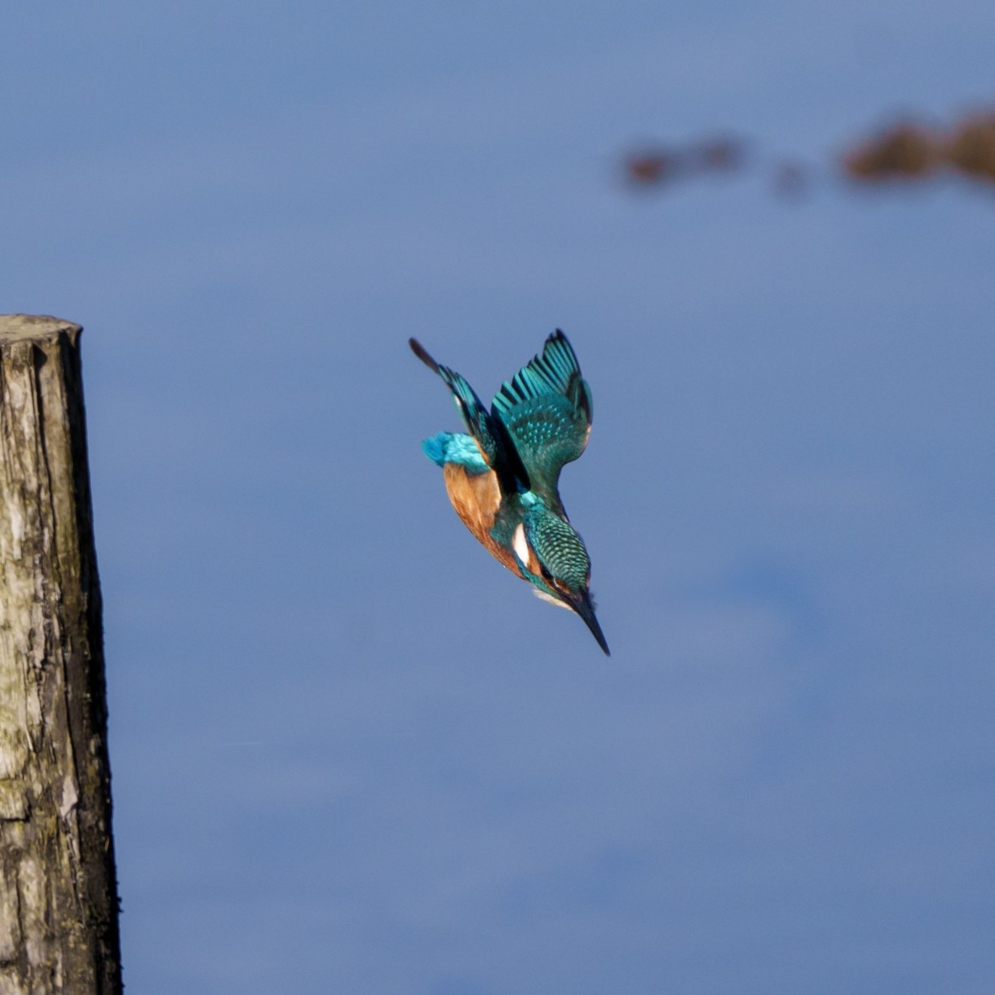 Kingfisher diving towards the water