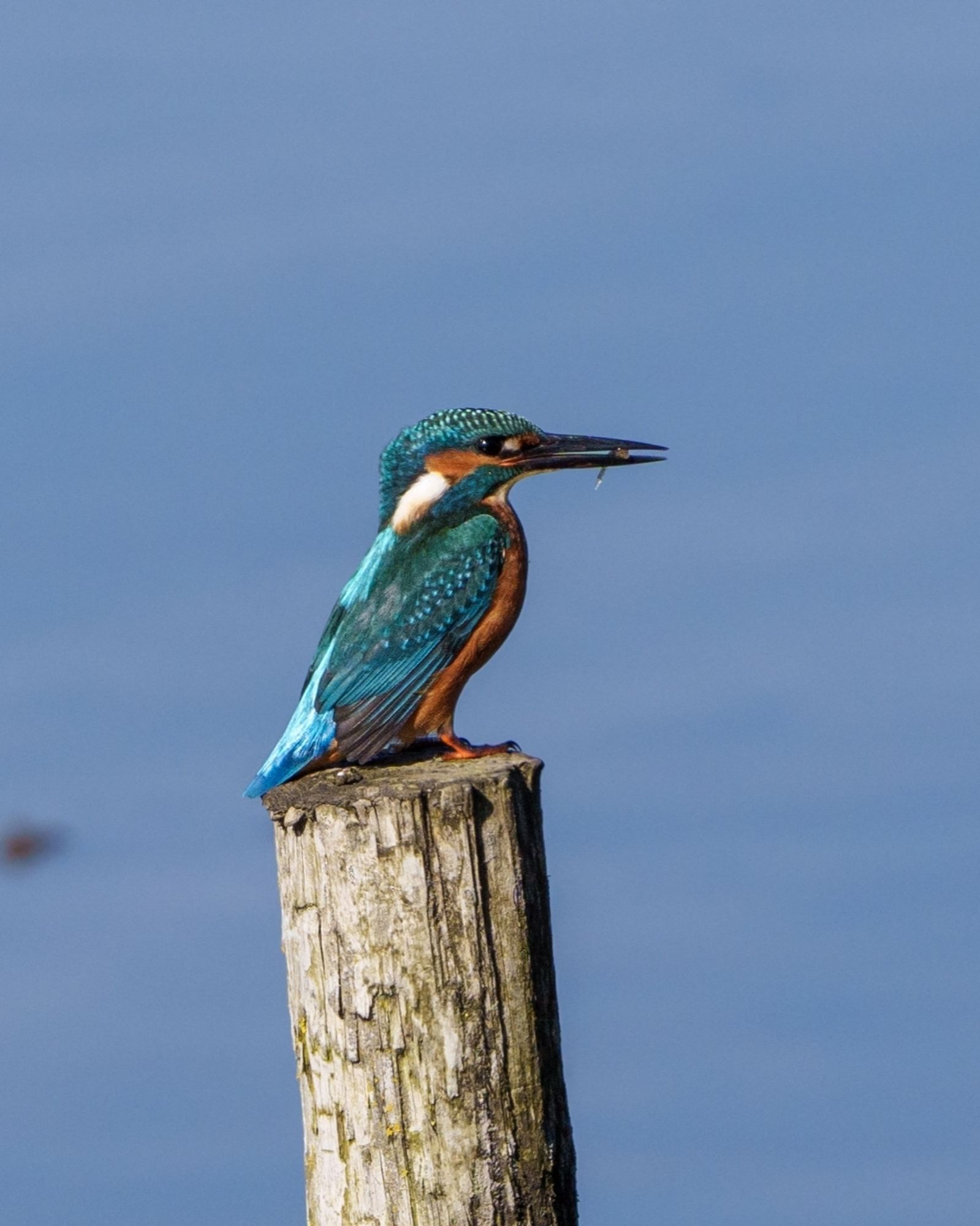 Kingfisher perched on a post with a tiny fish in its beak