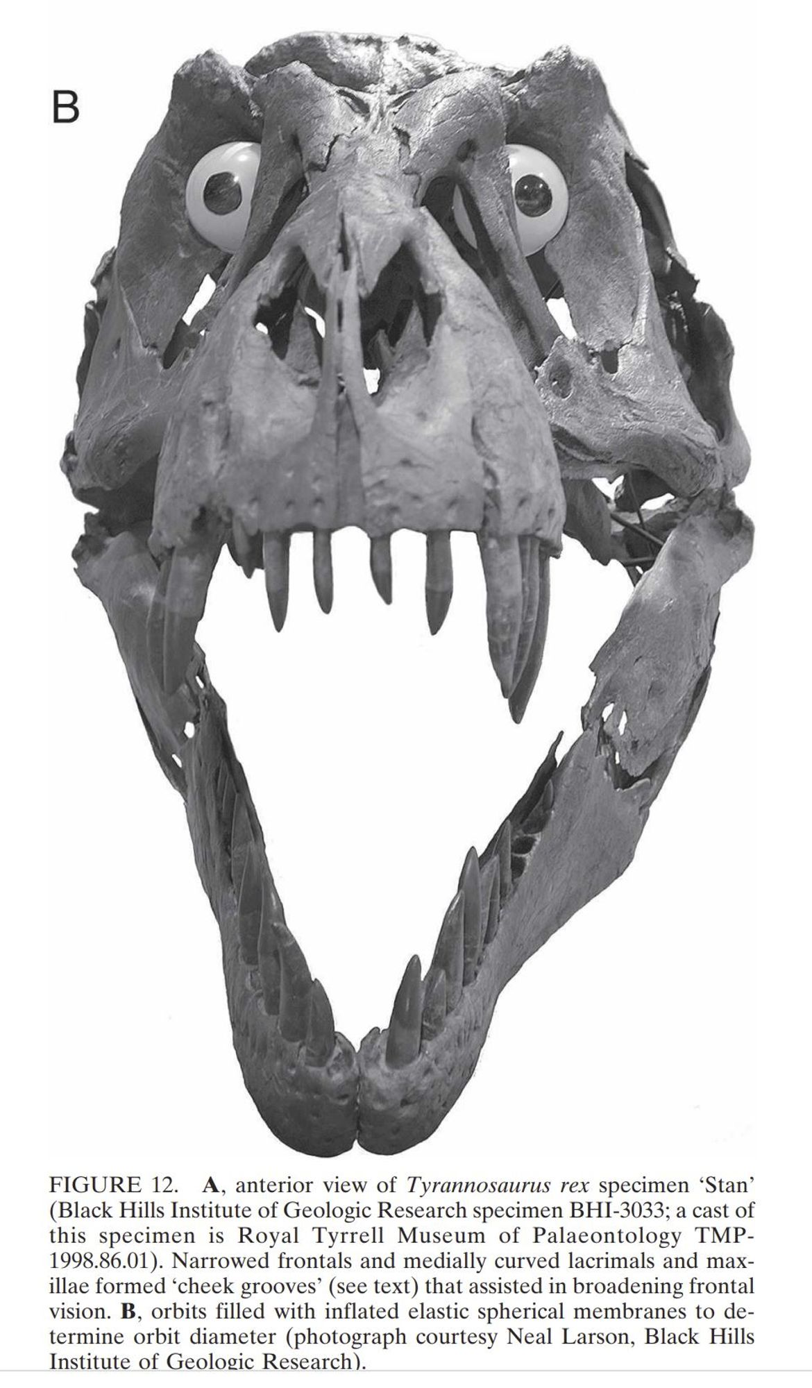 Screenshot of a grayscale figure from a scientific paper reconstructing the visual acuity of Tyrannosaurus rex showing a T. rex skull with accurately sized white balls with painted black spots for pupils where its eyes would have been in life.

The overall effect is, to use the proper technical term, very very very very scary.