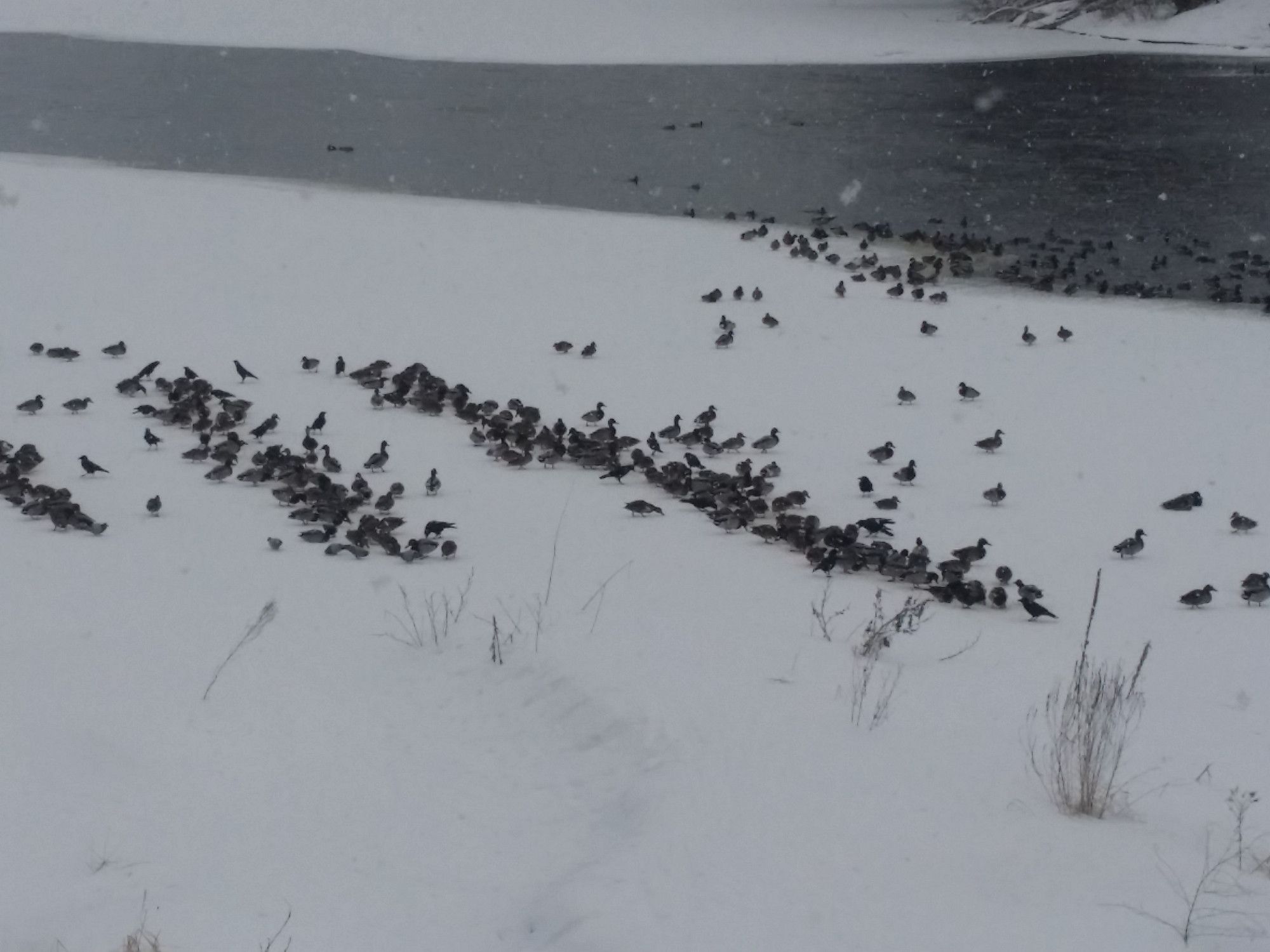 mostly gray photo of dozens of ducks and some large crows (or maybe ravens?) some of them forming lines, in the snow on the banks of a partly frozen river on an overcast northeastern winter day