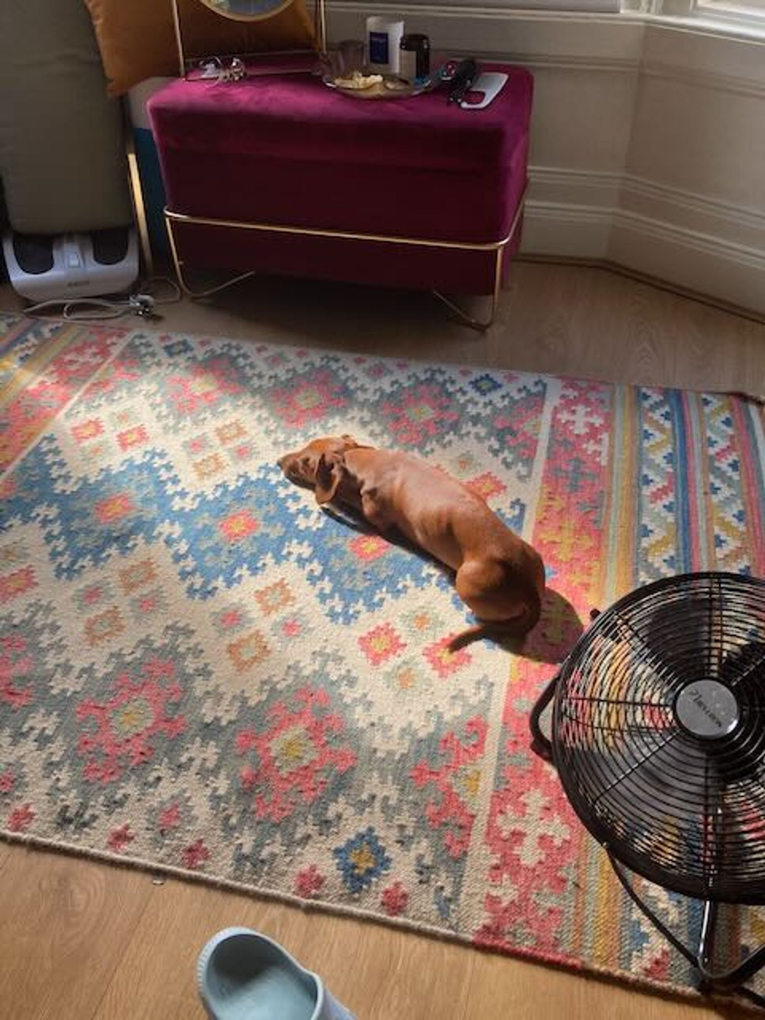 a mini dachshund stretched out in the sun on a bright colored rug