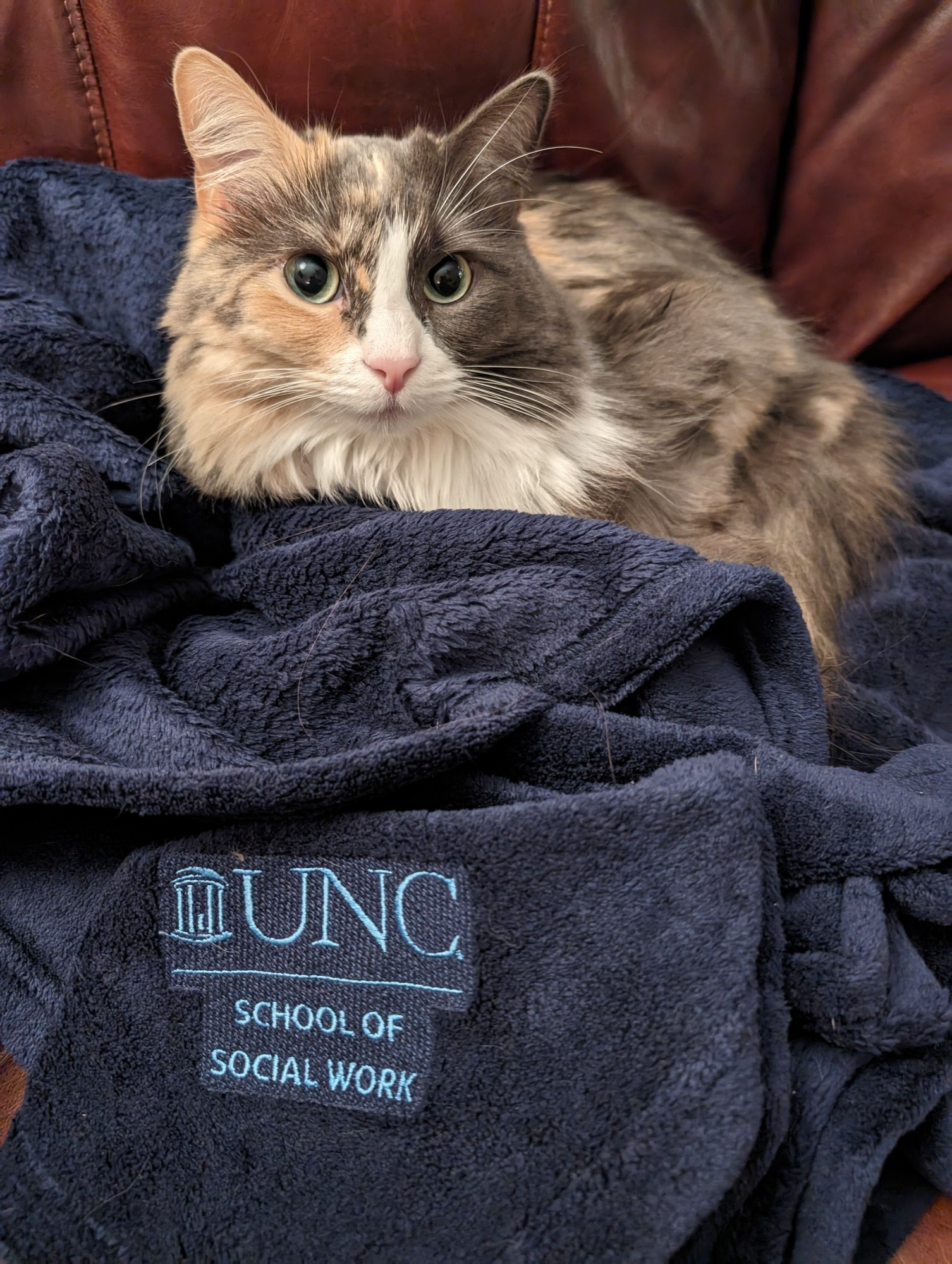 Gray and white cat on a blue fleece blanket with a UNC School of Social Work logo