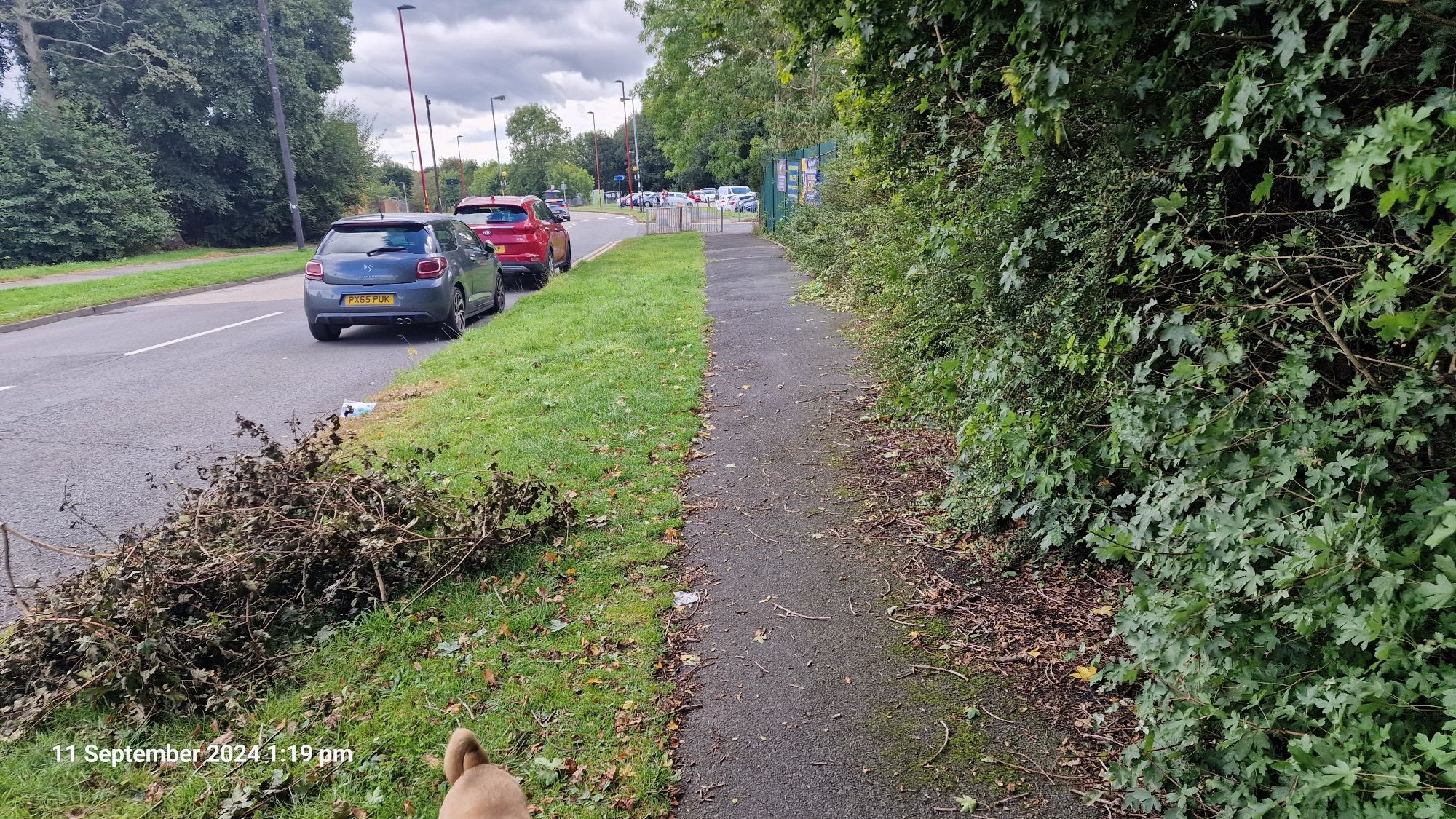 A pile of hedge cuttings lying on the grass verge, next to a footpath, which has the hedge, from where these cuttings were taken, on the other side.