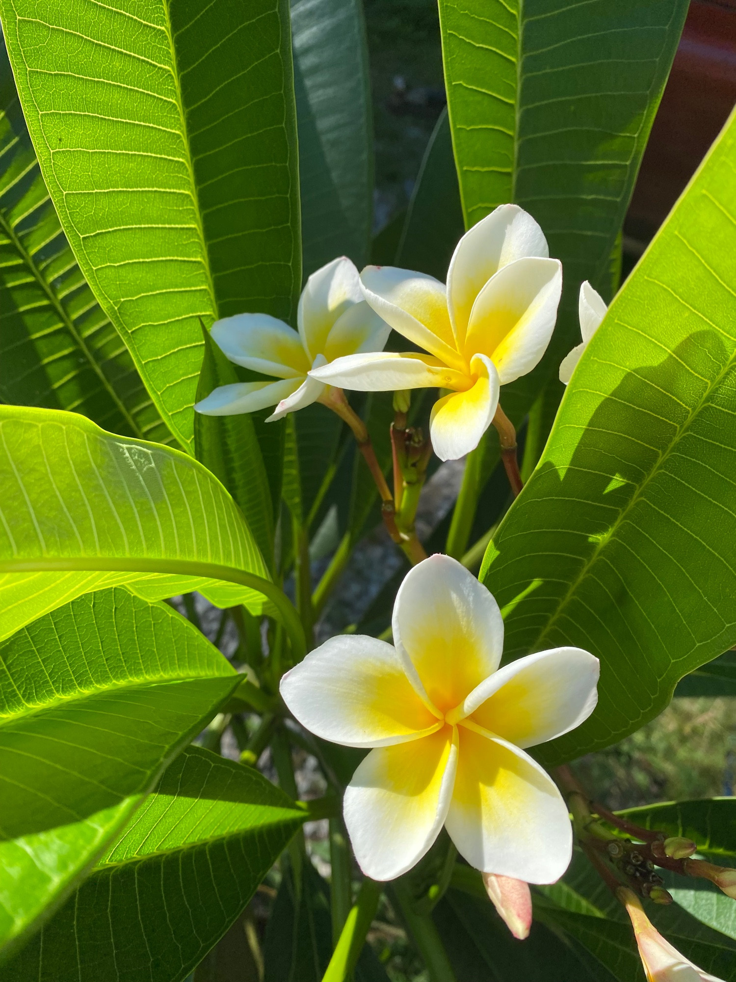 Plumeria, also known as frangipani, is a genus of flowering plants in the subfamily Rauvolfioideae, of the family Apocynaceae