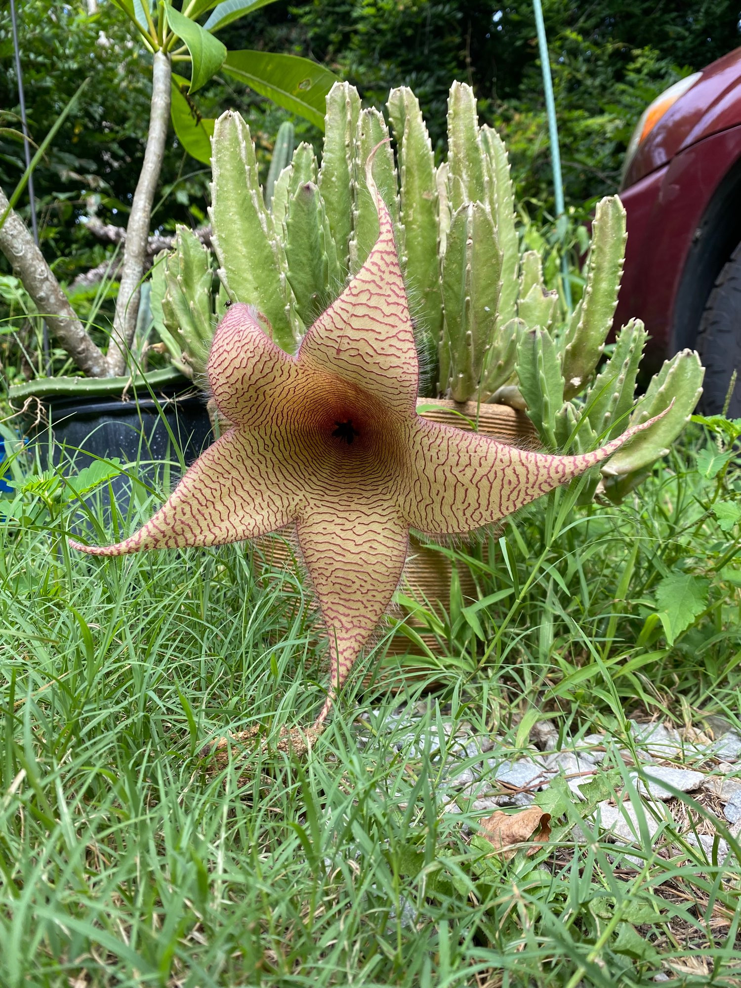 Stapelia Gigantea
[succulent]