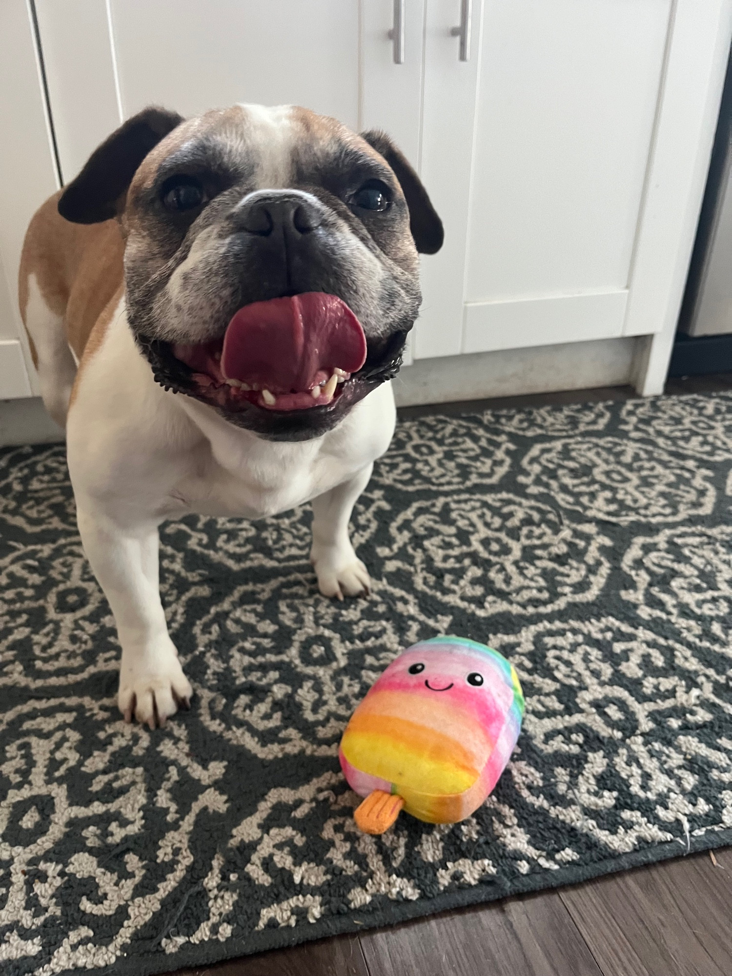 A brown and white frenchie stands smiling over a rainbow stuffed popsicle toy. His tongue is huge.