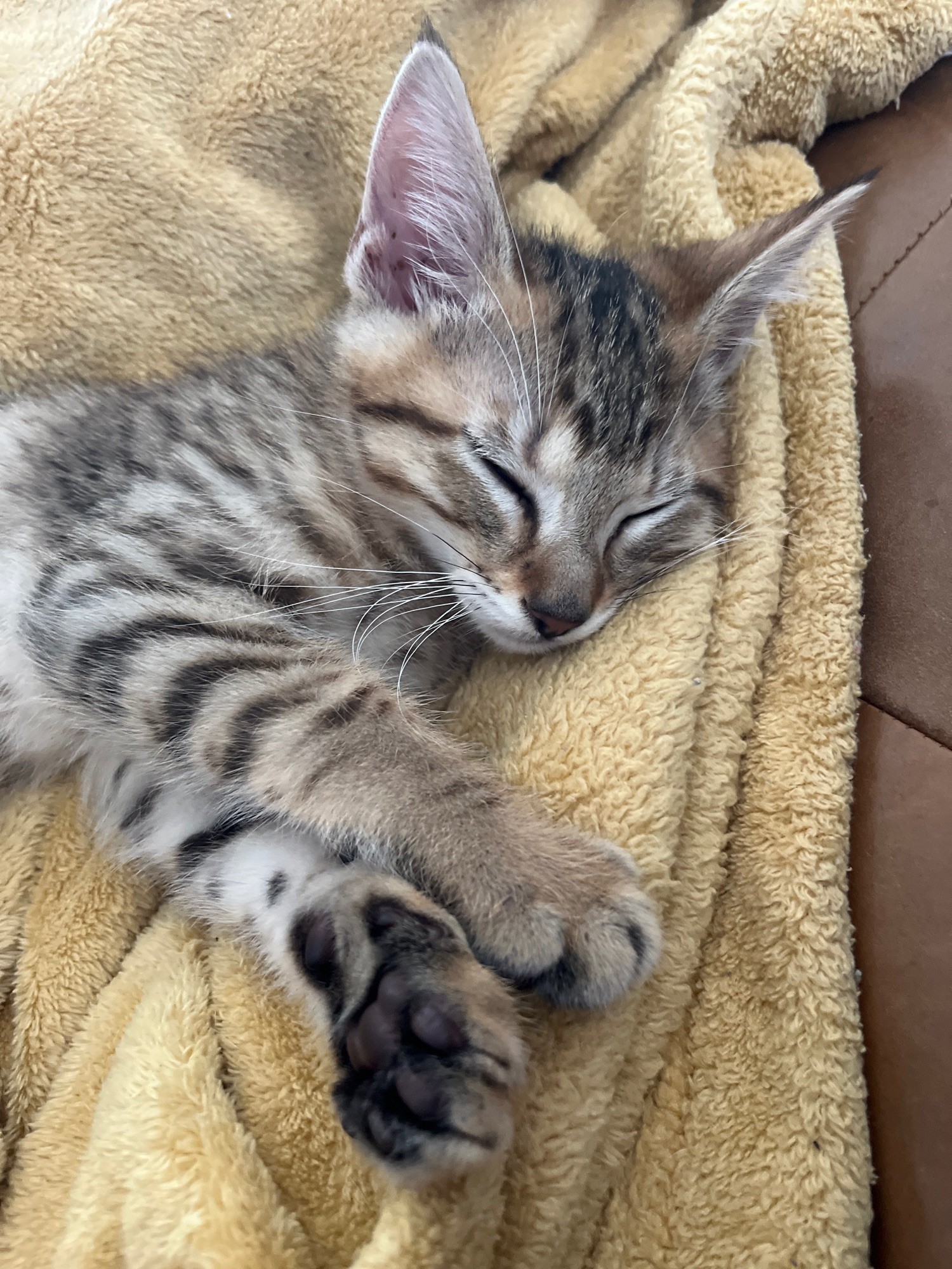 An adorable tabby kitten sleeping on a fuzzy blanket