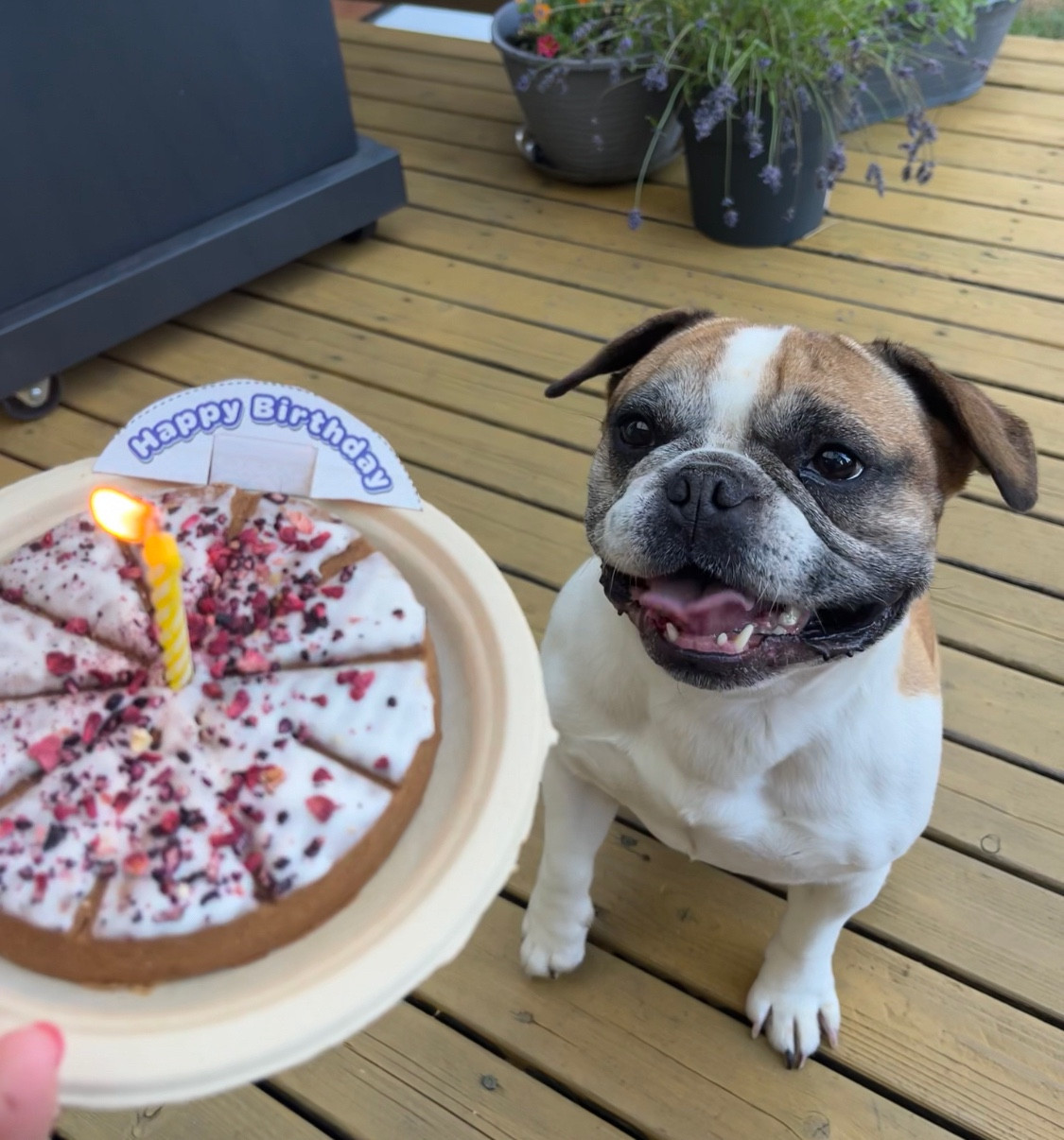 A floppy-eared French bulldog grins while staring at a dog treat cake covered with pink sprinkles and a birthday candle.