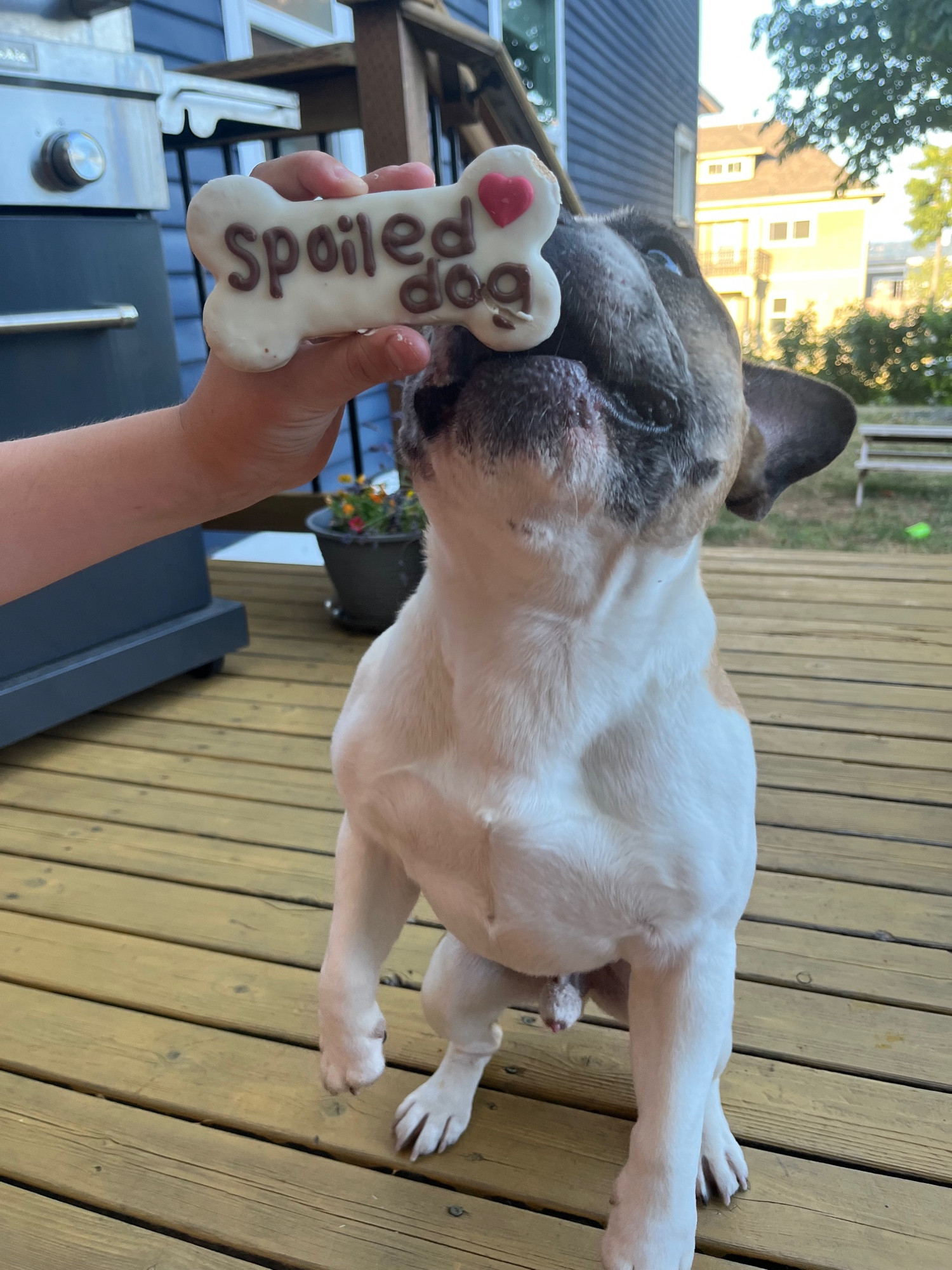 Same cookie, now on the way into his mouth.