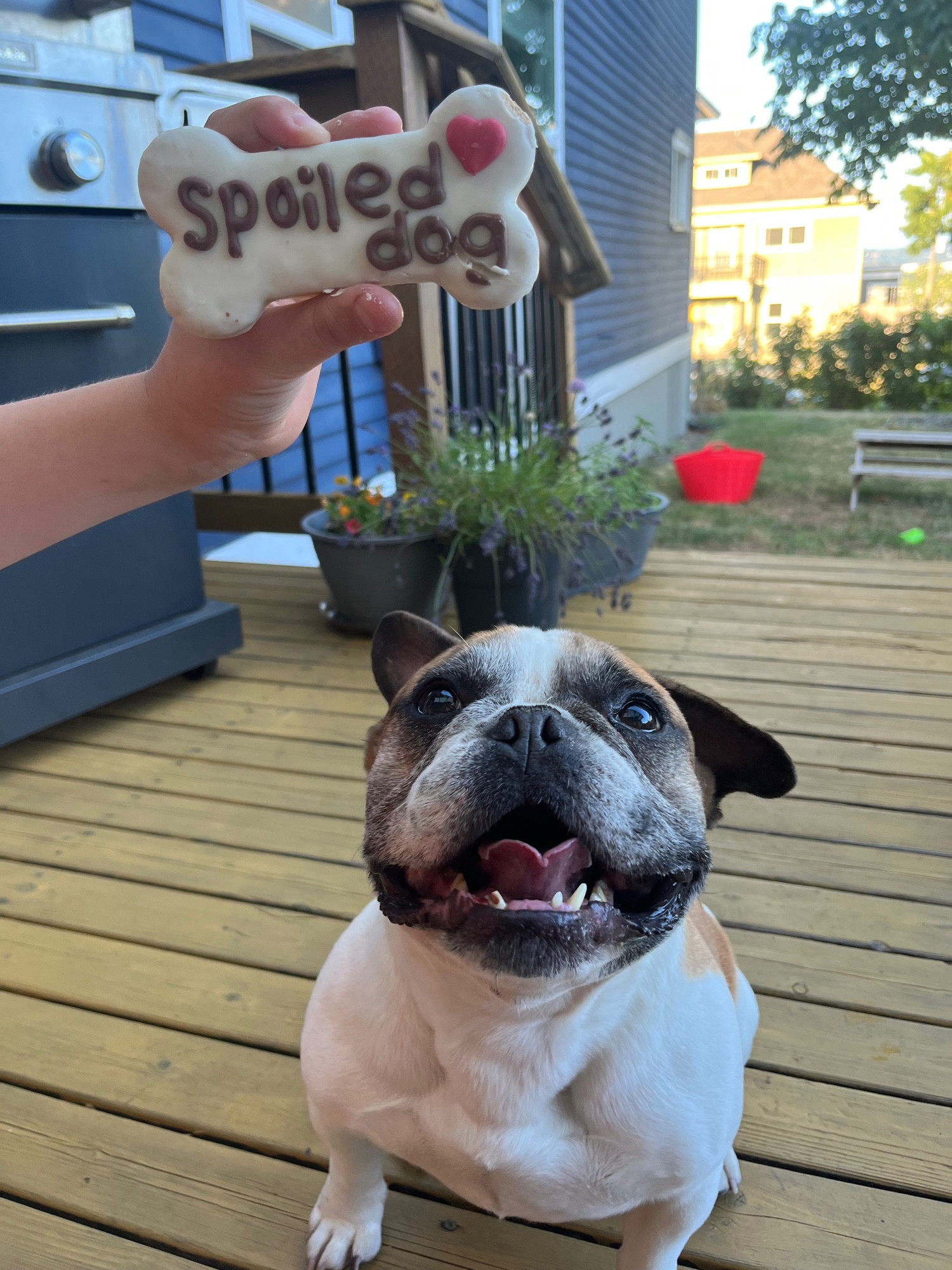 A frenchie sits grinning under a hand holding a bone-shaped cookie that reads “spoiled dog ❤️” His missing bottom teeth are visible.