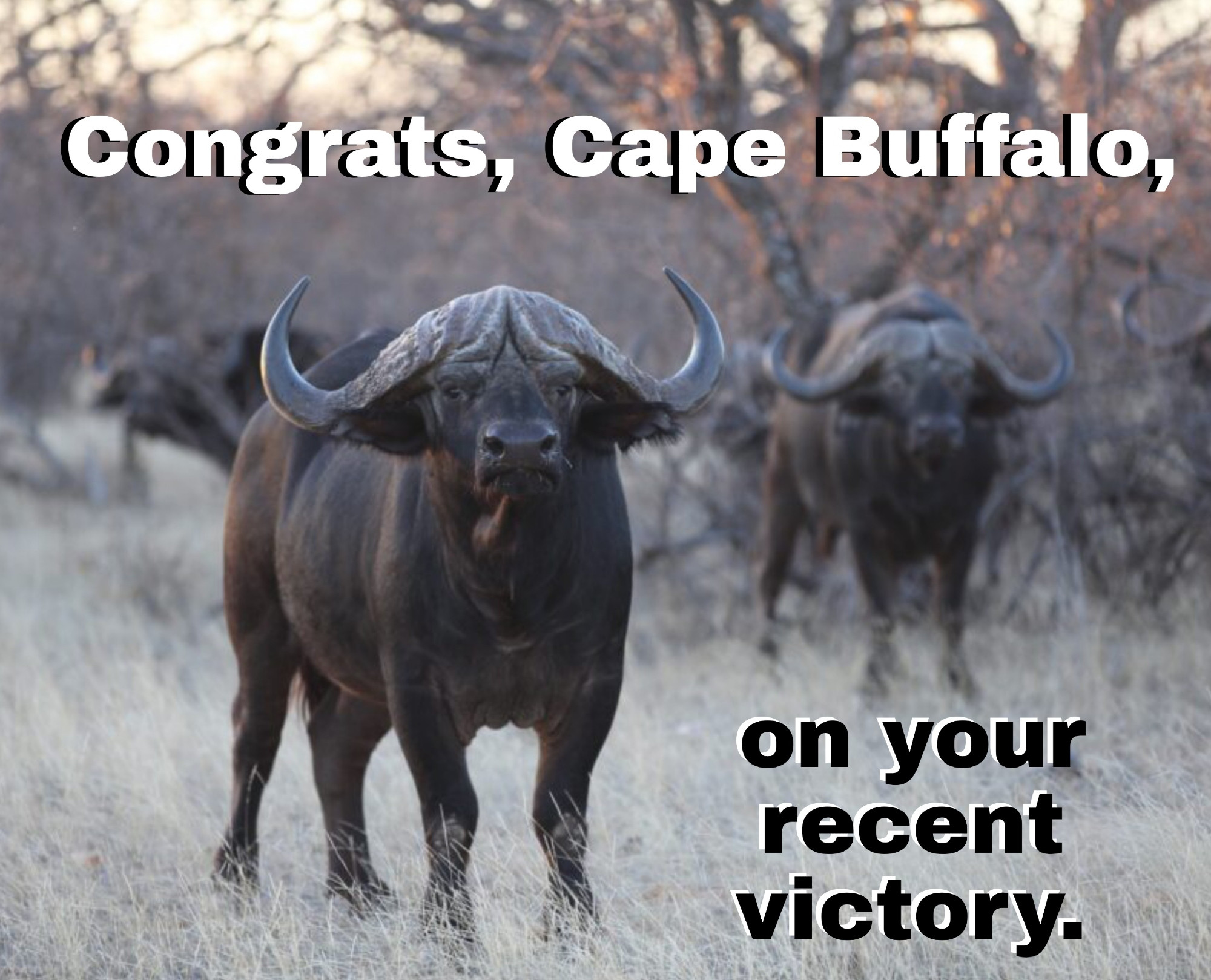 Pic of Cape buffalo
Text: Congrats, Cape Buffalo, on your recent victory.
