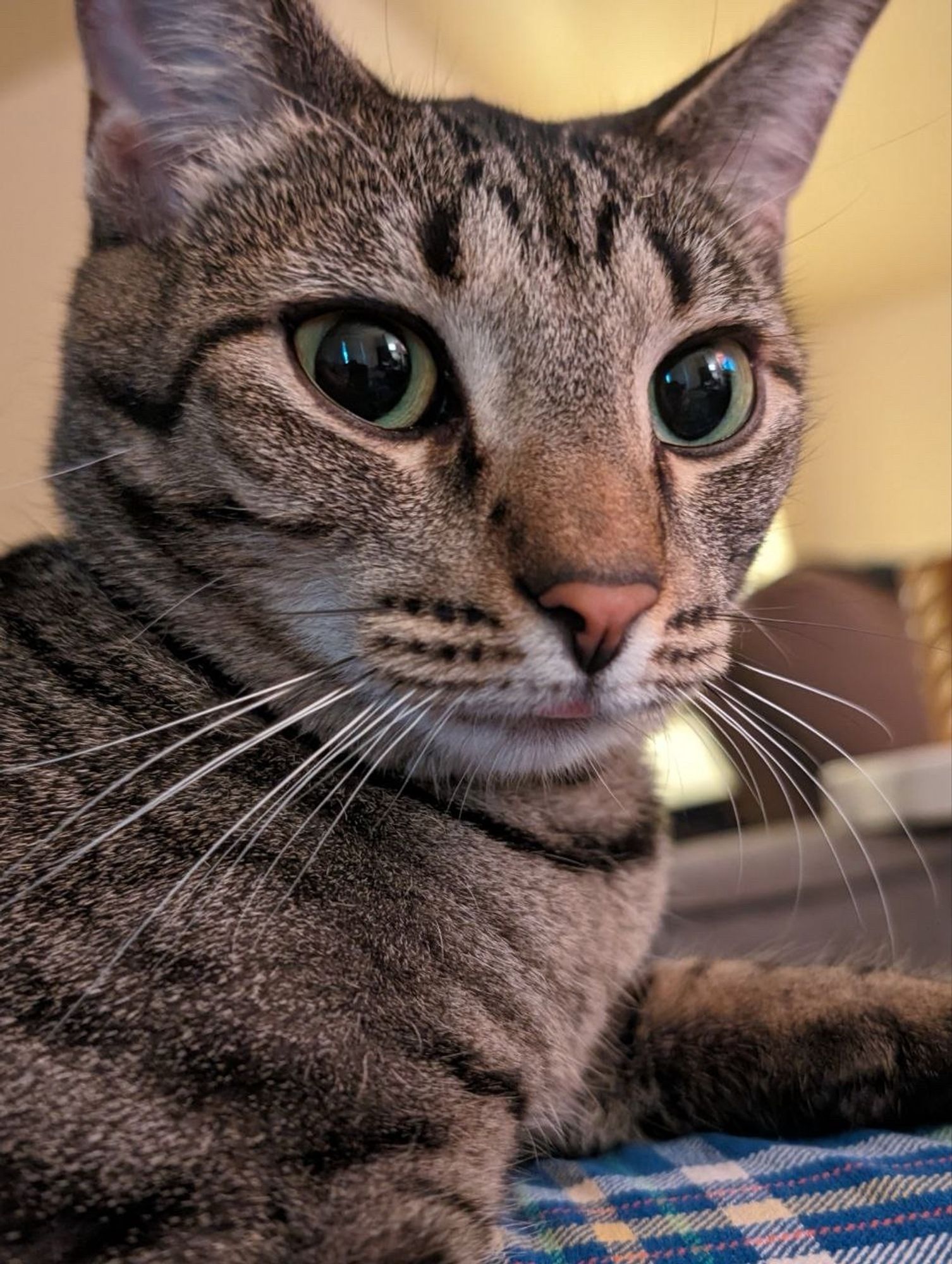 Small brown tabby cat named gizmo, her tongue is poking out the slightest bit