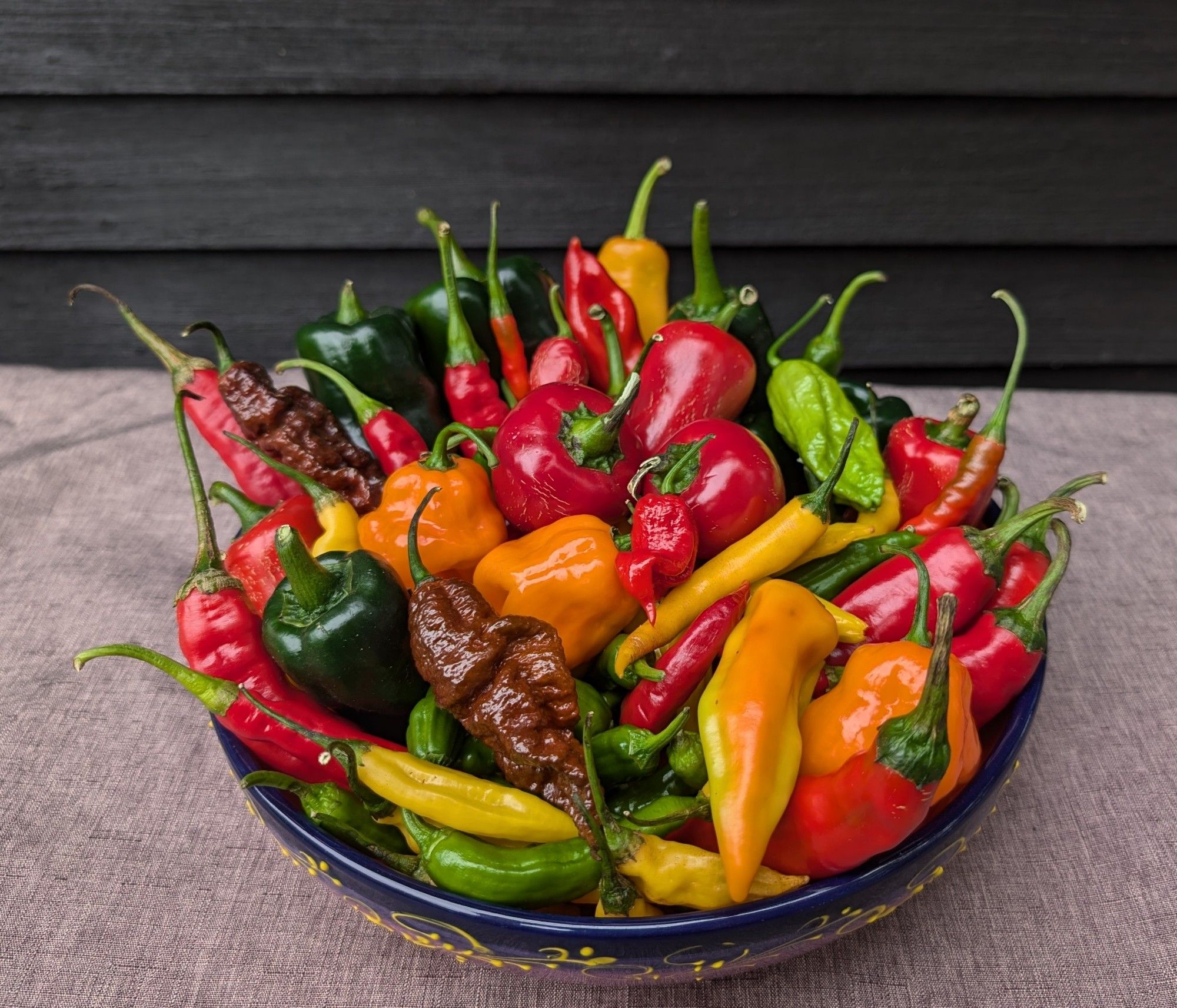 A wide flat ceramic bowl packed full of chili peppers in all shapes, colors, and sizes. Included are: deep green poblanos, green and red jalapenos, long red cayennes, skinny yellow ajis, mild yellow-green shishitos, plump red cherry bombs, orange and chocolate habaneros, one pale green Carolina reaper and one tiny red ghost pepper perched right in the middle.