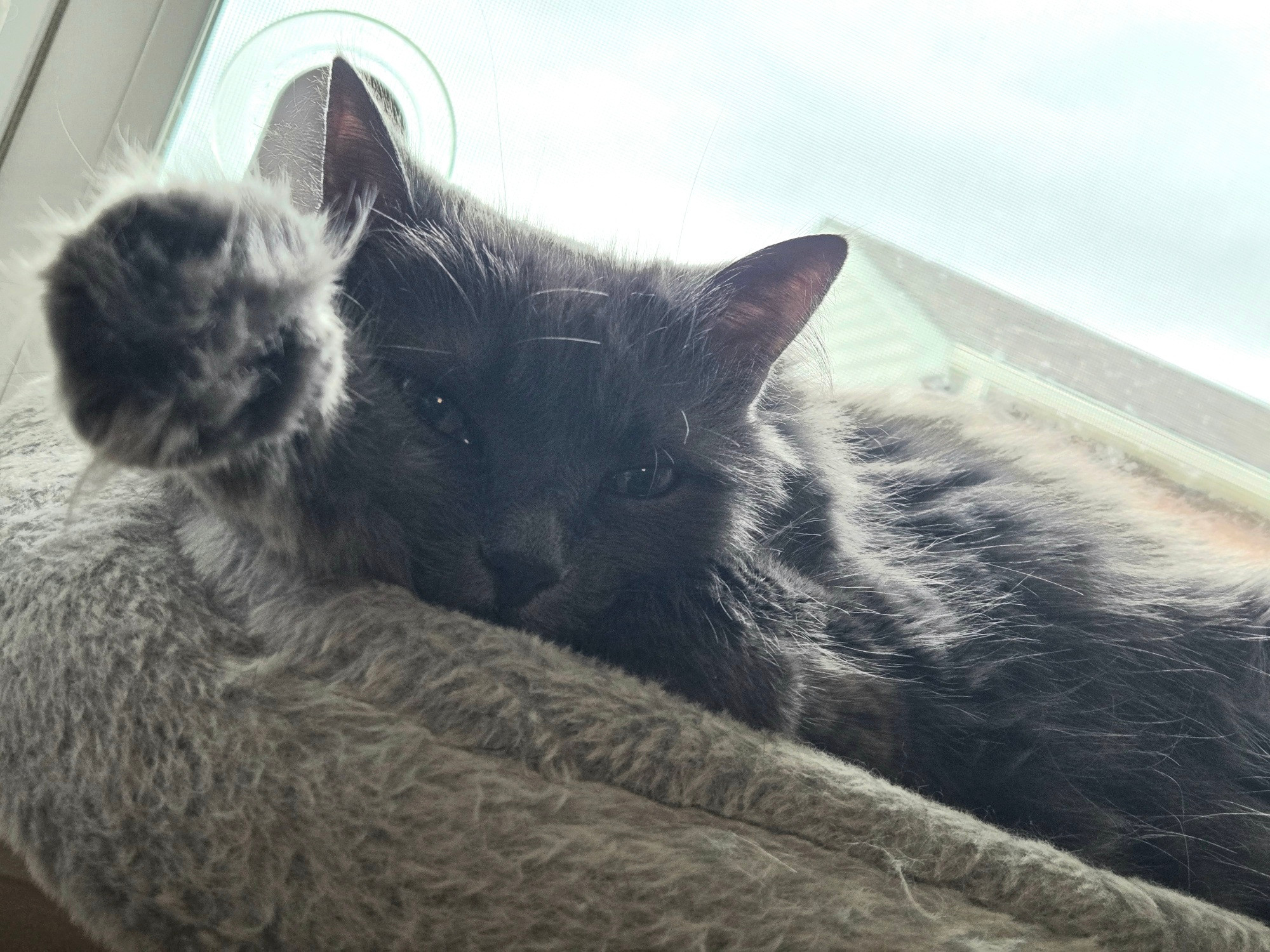 Squirrel the fluffy grey cat sleeping in her window bed with one of her front paws stretched out towards the camera.
