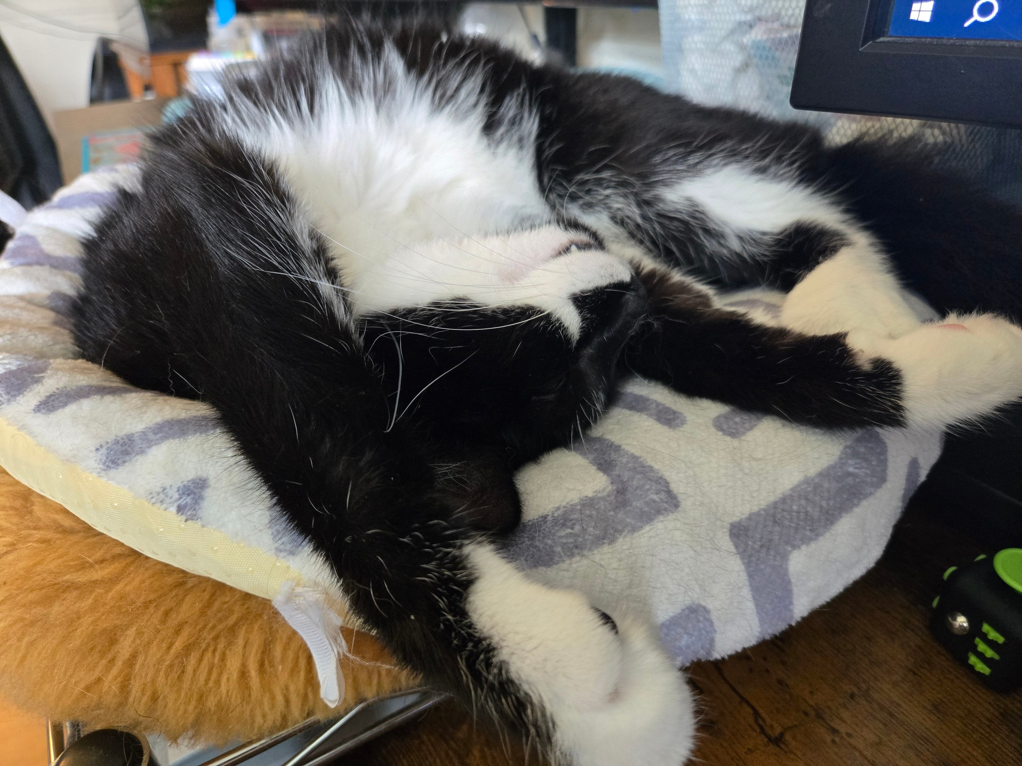 Scampi the Tripod Tuxedo Cat laying on his desk bed in his patented style: on his back, curled up like a shrimp, front legs stretched out with his head upside down.
