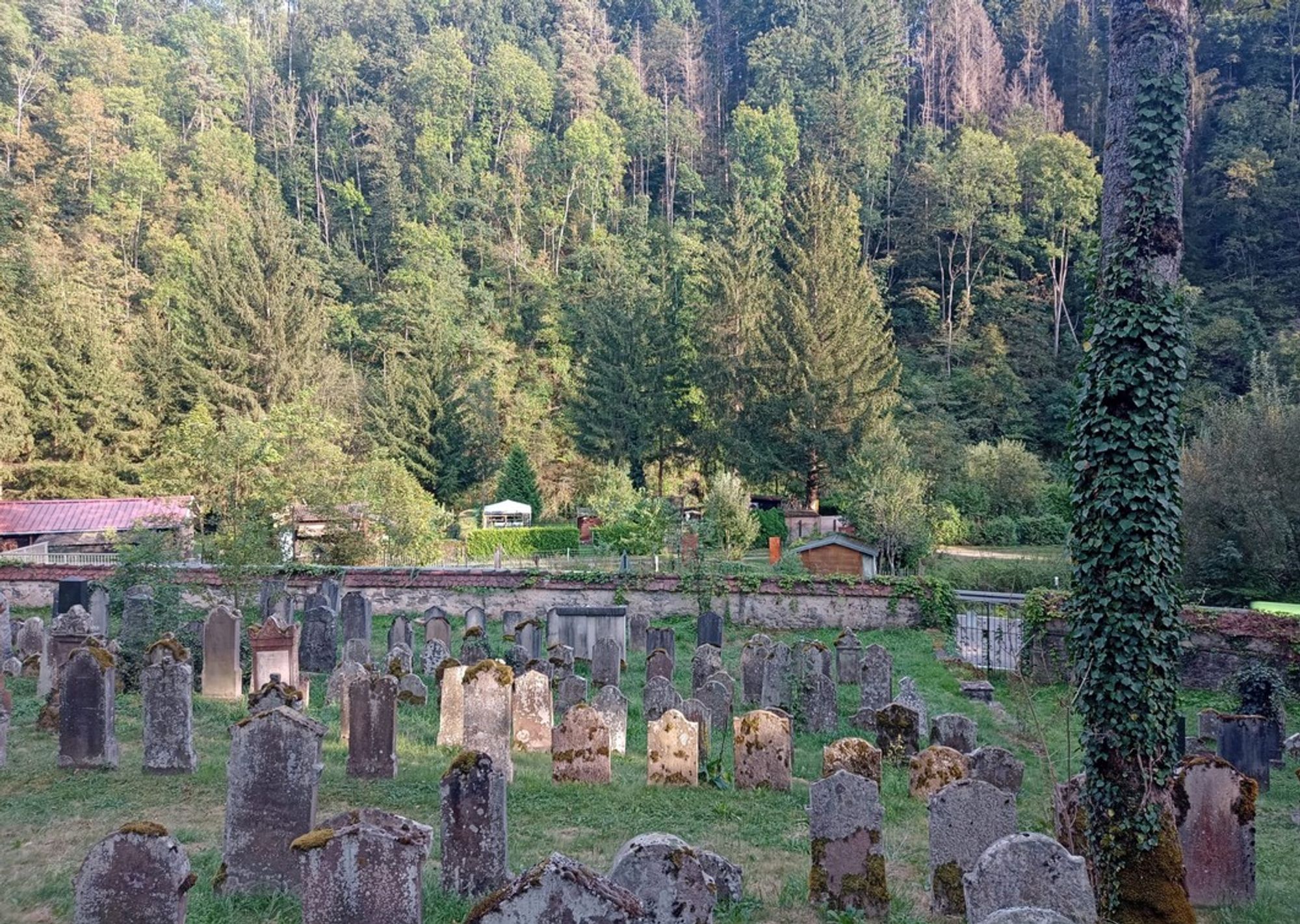 Ein Bild von dem alten, jüdischen Friedhof in Haigerloch. Alte, moosbedeckte Grabsteine vor einem Wald. Auf eine Reihe Grabsteine fiel das Sonnenlicht, das diese hell hervorhob.