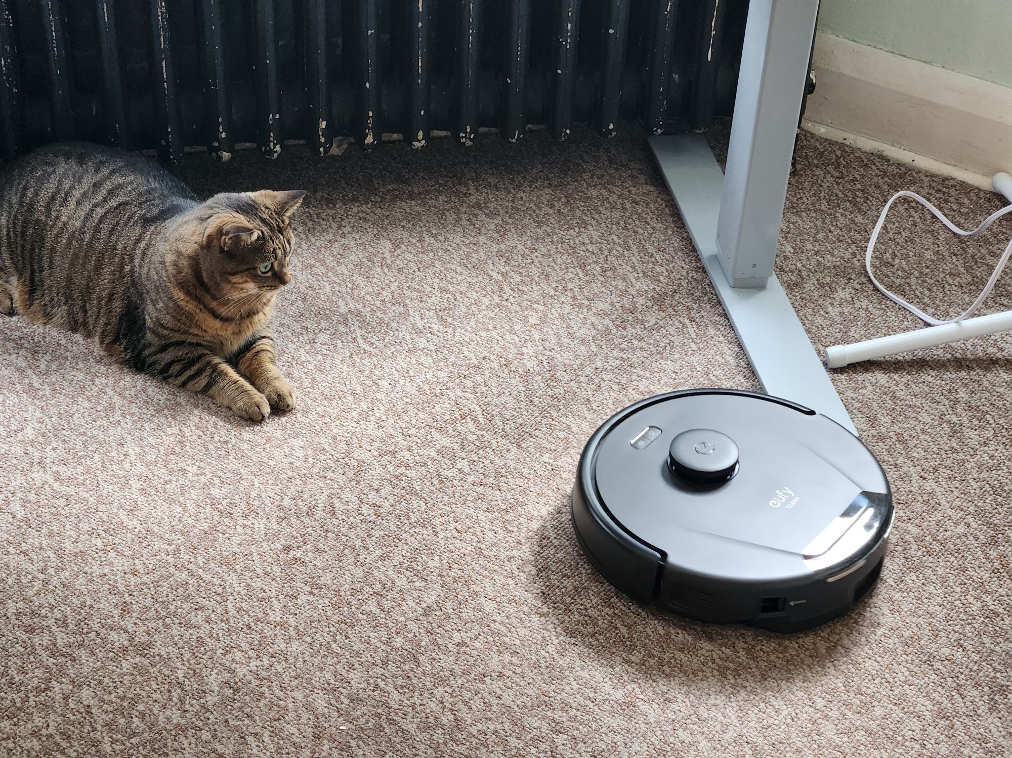 Portia sitting on the carpet, paws out, sphinx-like, eyes wide, while the robot vacuum cleaner drives toward her uncaring.