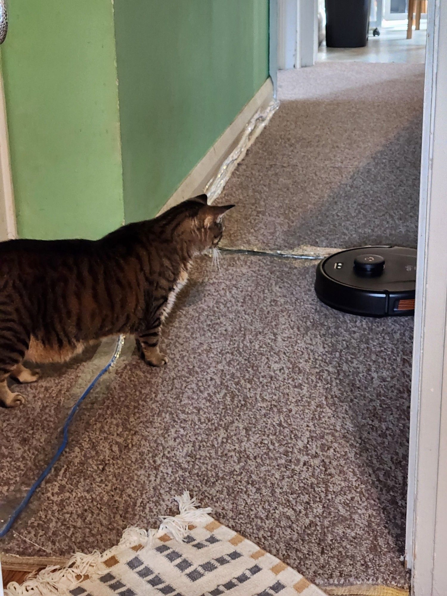 Portia investigating our robot vacuum cleaner while it sits on its base station. She's stretching out nosing closer to it.