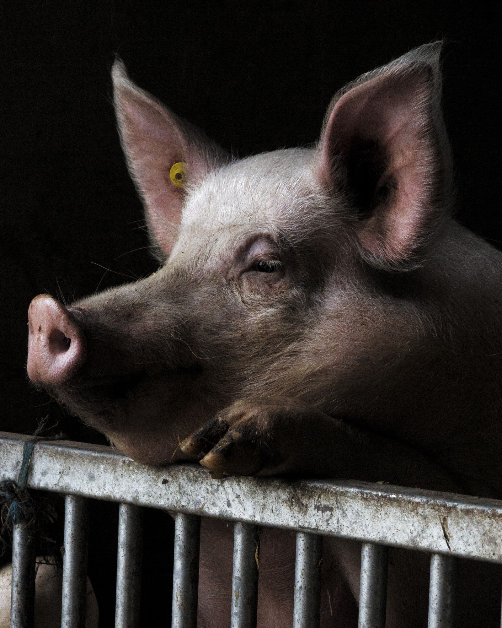 A photo of a pig propping up its head on a gate. It also has its hoof propped up too