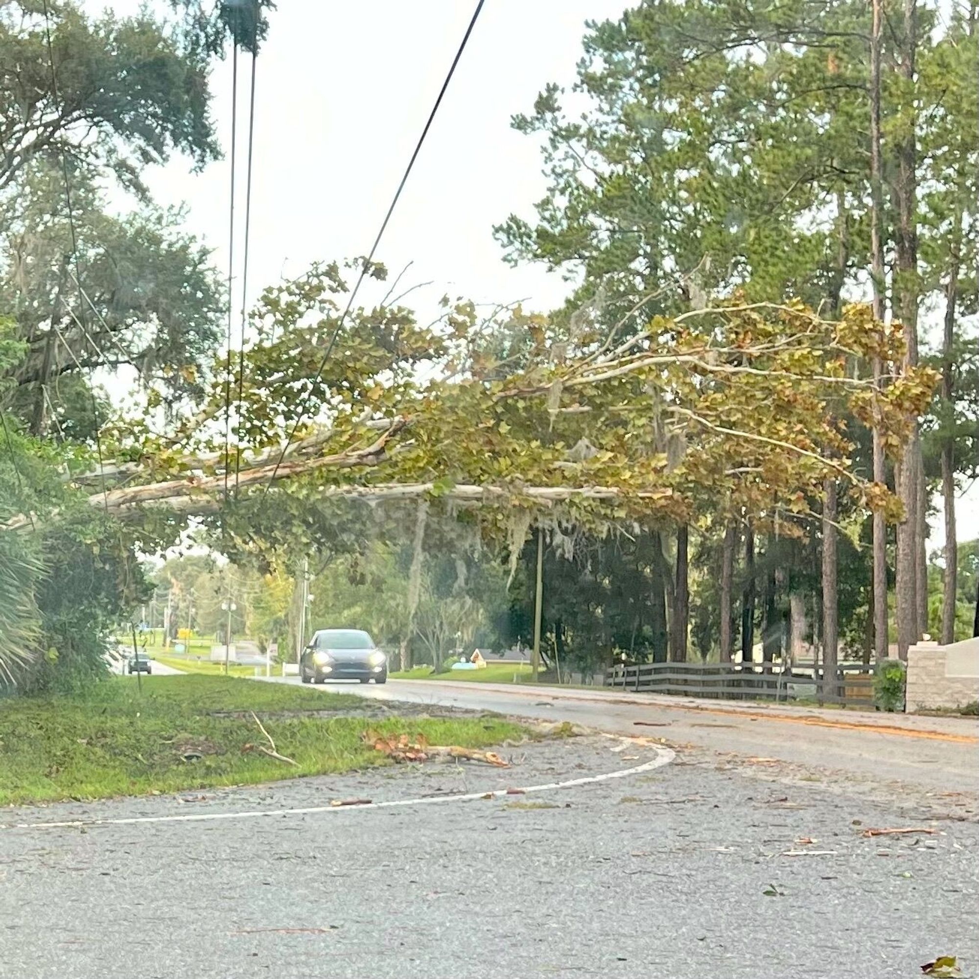 Downed tree suspended by powerlines.