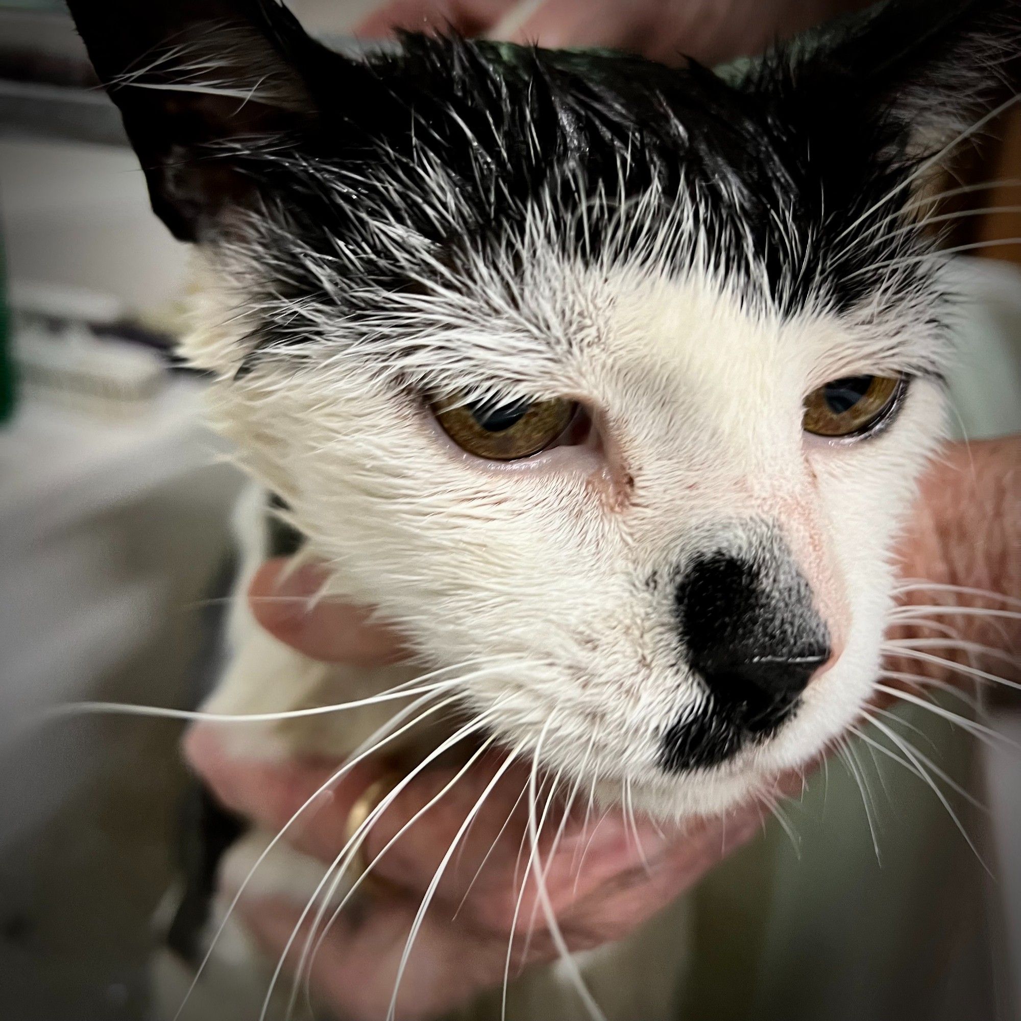 Close up of a black and white cat's wet head as he sits in a laundry tub and gets a bath.