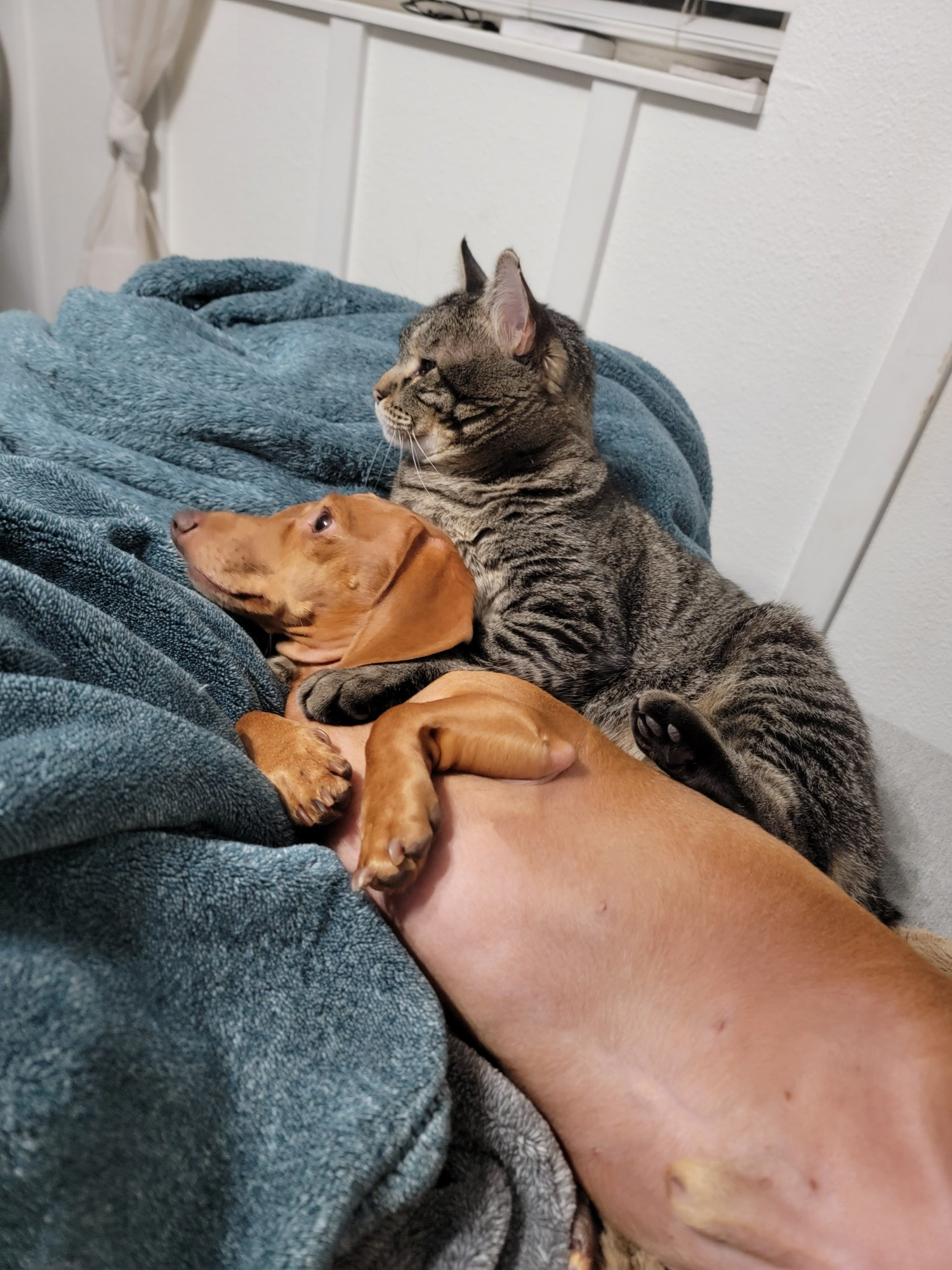 Gray the cat with his paw around Rory the dachshund's shoulders