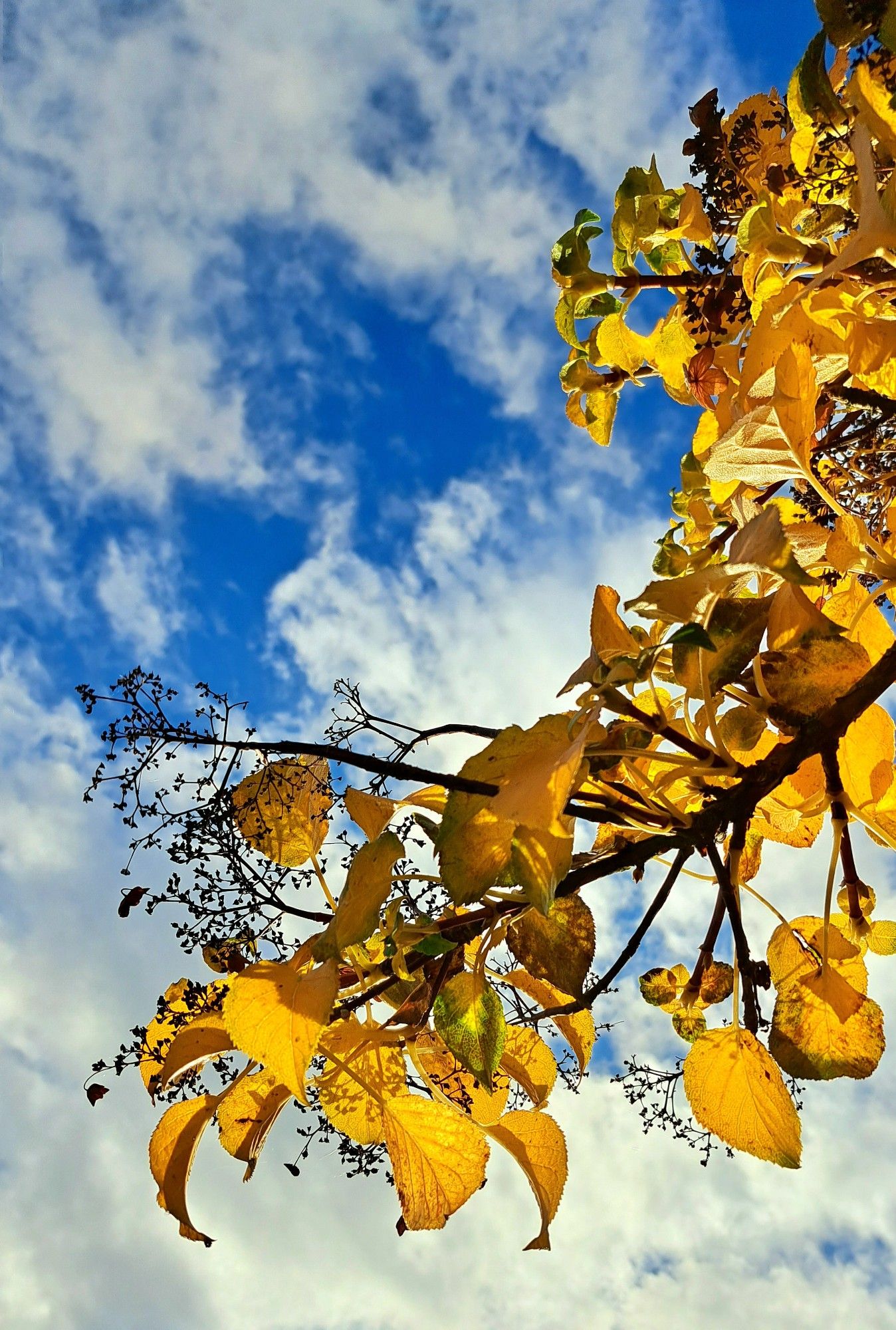 Zweig einer Kletterhortensie mit gelb leuchtendem Herbstlaub und filigranen, trockenen Blüten, im Gegenlicht nach oben in Richtung des weißblauen Himmels fotografiert 