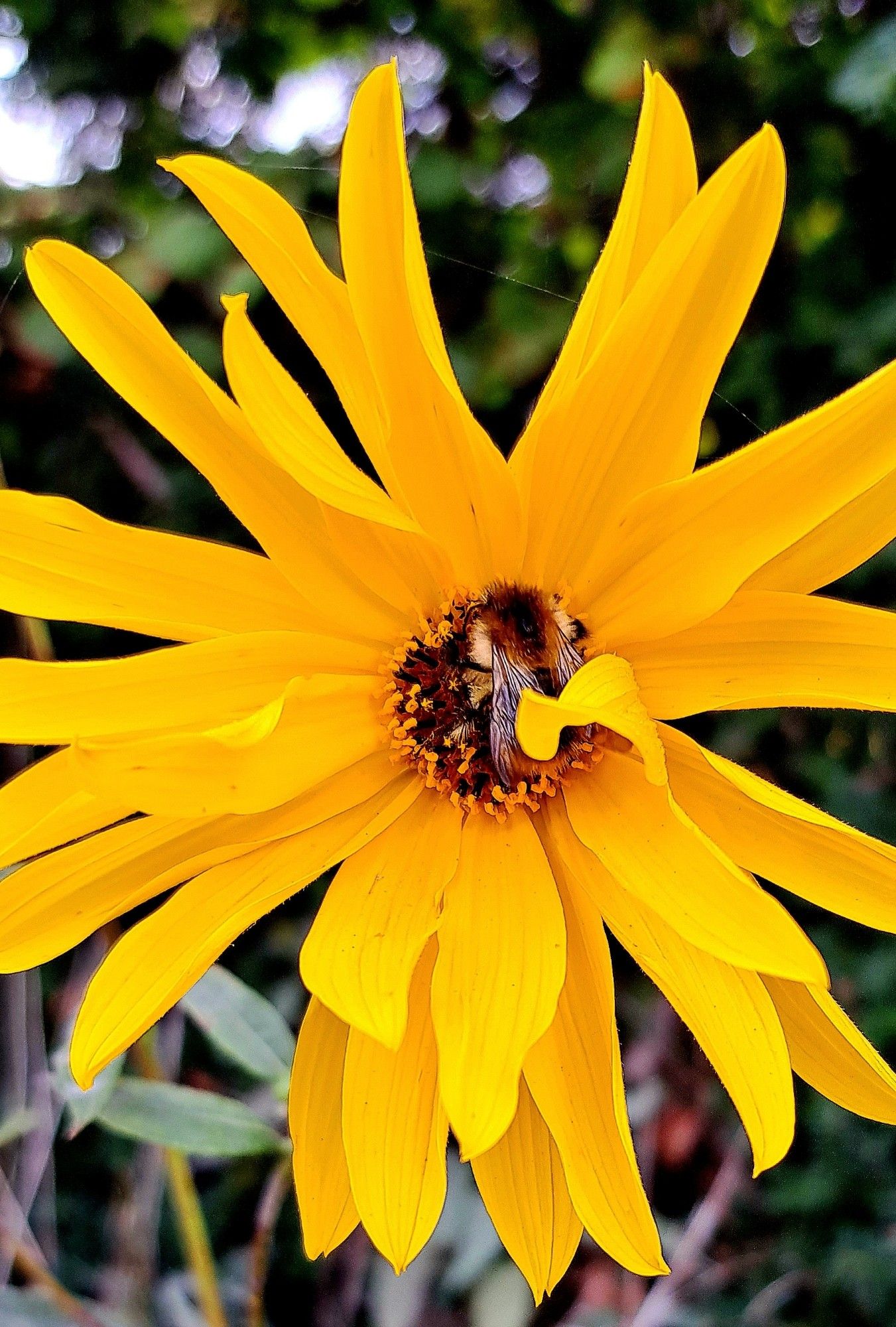 Eine gelbe Korbblüte von Sonnenauge mit einer Wildbiene in der Mitte, ganz aus der Nähe fotografiert