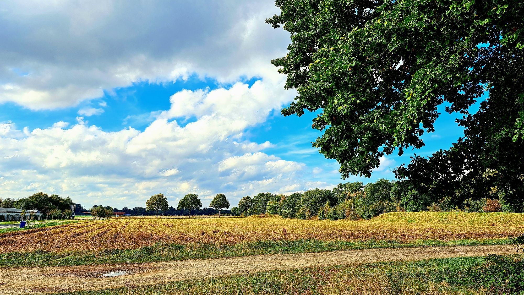 Blick über ein abgemähtes Maisfeld mit Bäumen am Feldrand, davor ein Feldweg. Von rechts ragt die Krone einer Eiche ins Bild. Am Horizont eine Straße mit Bäumen,  darüber blauer Himmel mit weißgrauen Haufenwolken.