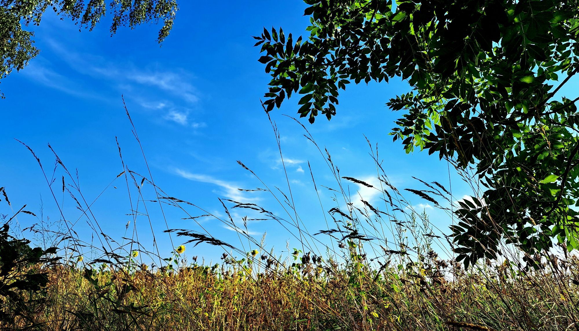 Blick durch lange Gräser hindurch auf ein fast verblühtes Feld mit Zwischensaat und einigen Sonnenblumen. Darüber blauer Himmel mit wenigen kleinen, weißen Wolken. Links oben ragen ein paar Birkenzweige ins Bild, von rechts Ebereschenzweige.