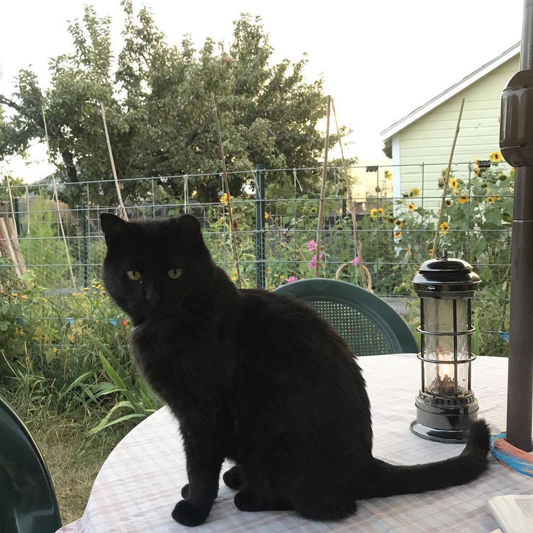 Black cat, missing an ear, sitting on the backyard table with flowers and garden in background.