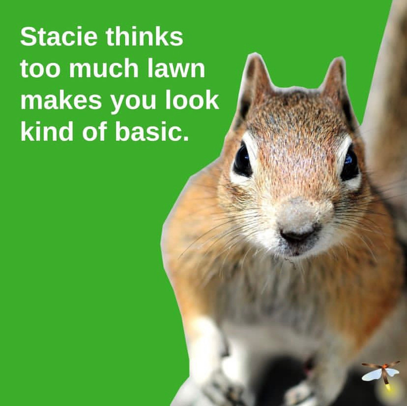 A red squirrel on a plain green background, captioned, “Stacie thinks too much lawn makes you look kind of basic.”