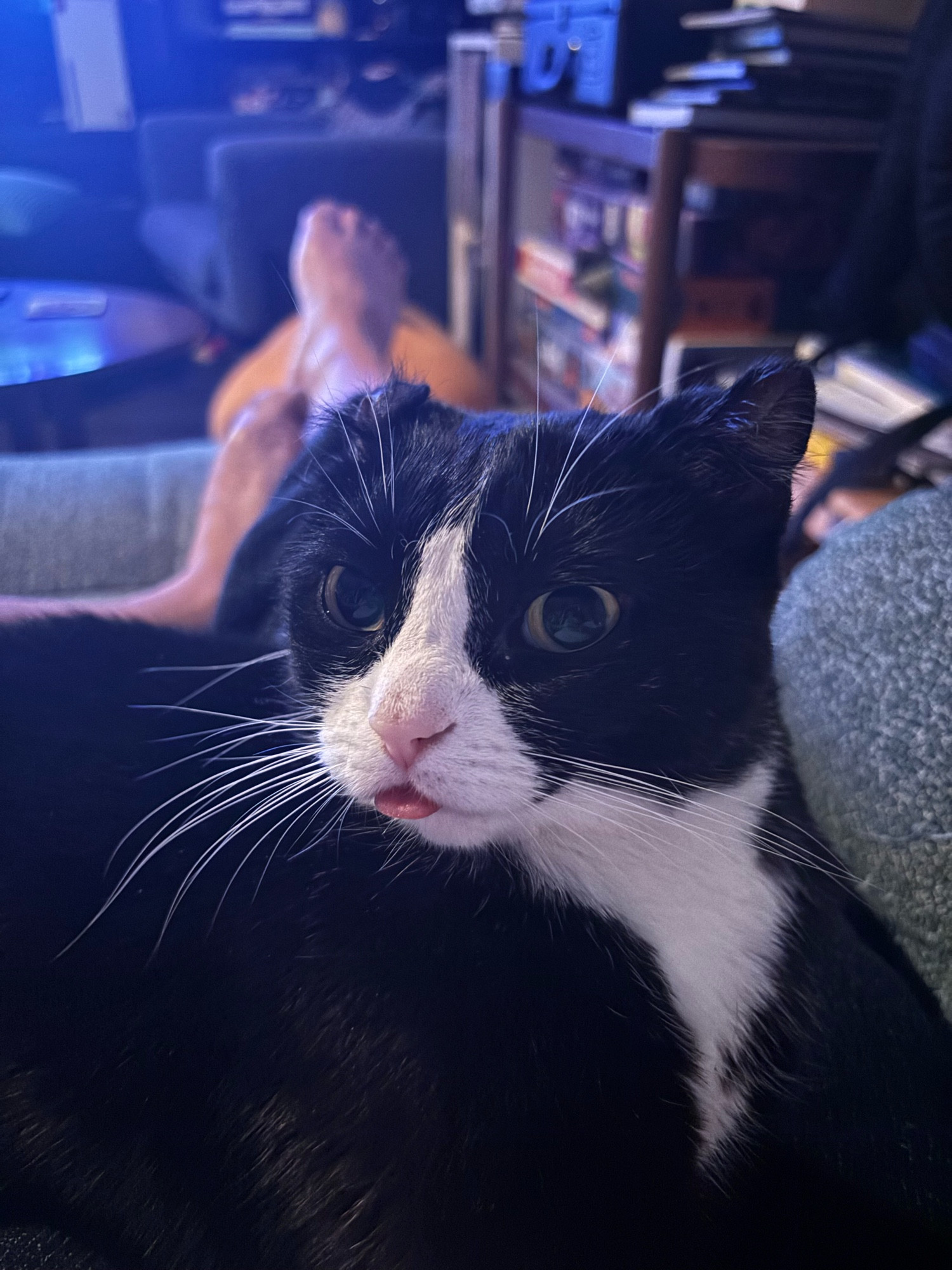 A small black and white cat bleps while laying on my lap. In the background are my feet for all you pervs xoxo