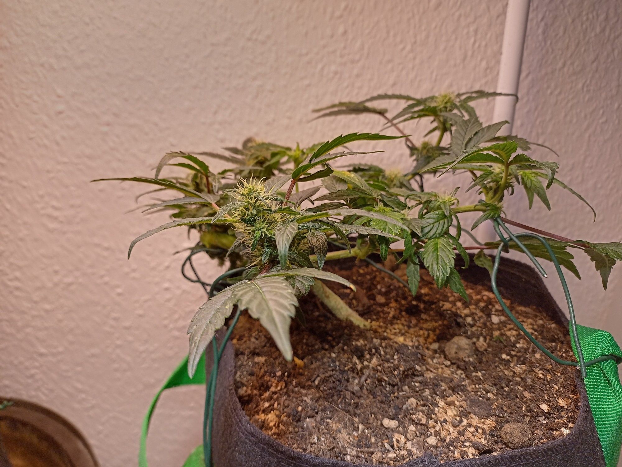 Cannabis, WhiteWidow CBD Auto, Codename: Bondage Widow