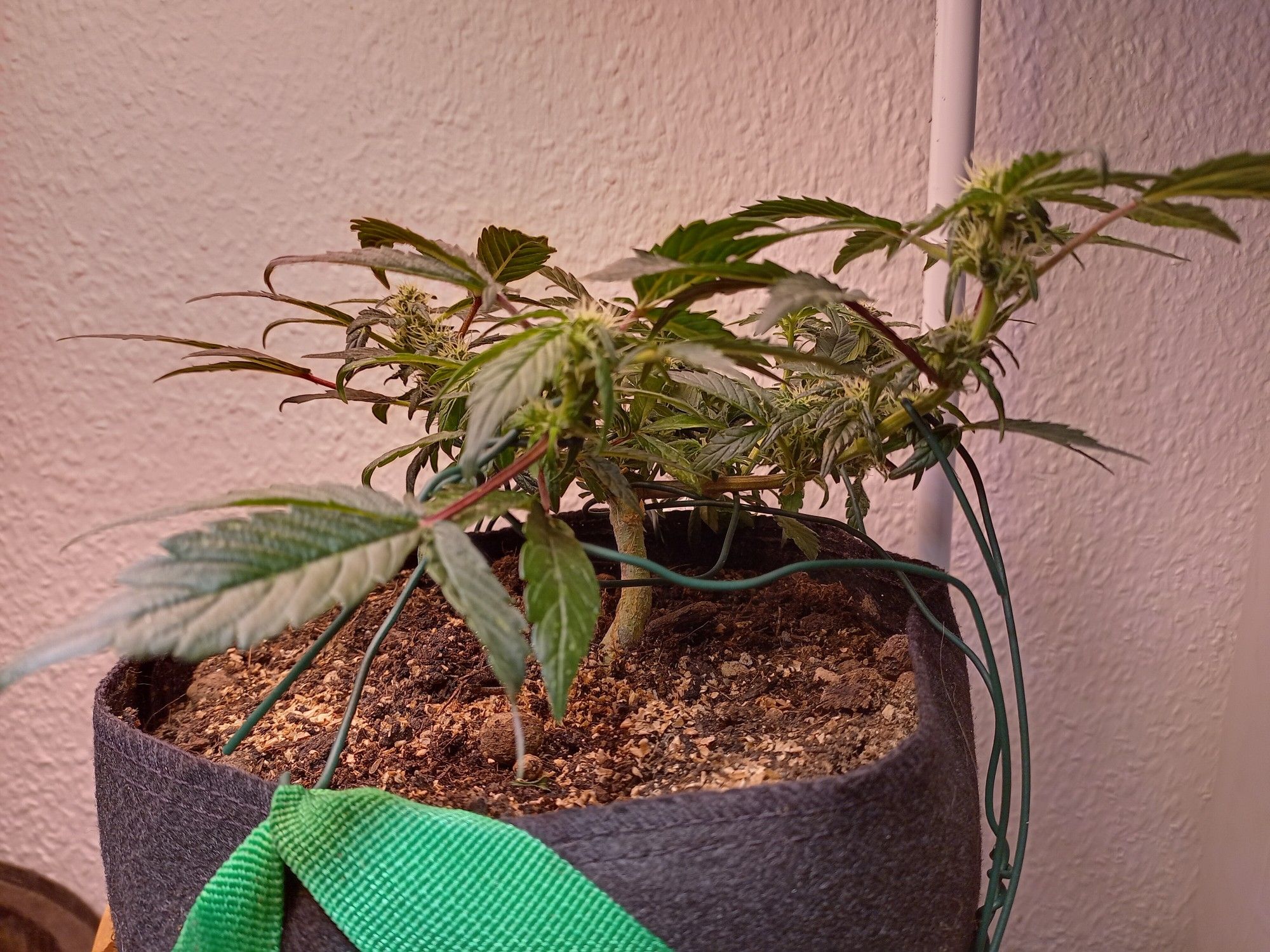 Cannabis, WhiteWidow CBD Auto, Codename: Bondage Widow