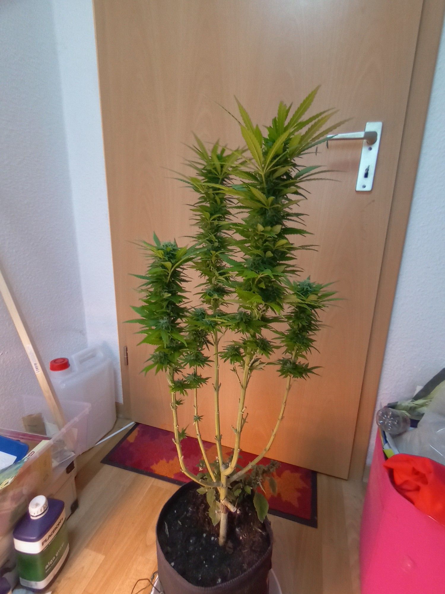 Cannabispflanze vor einer Zimmertür.