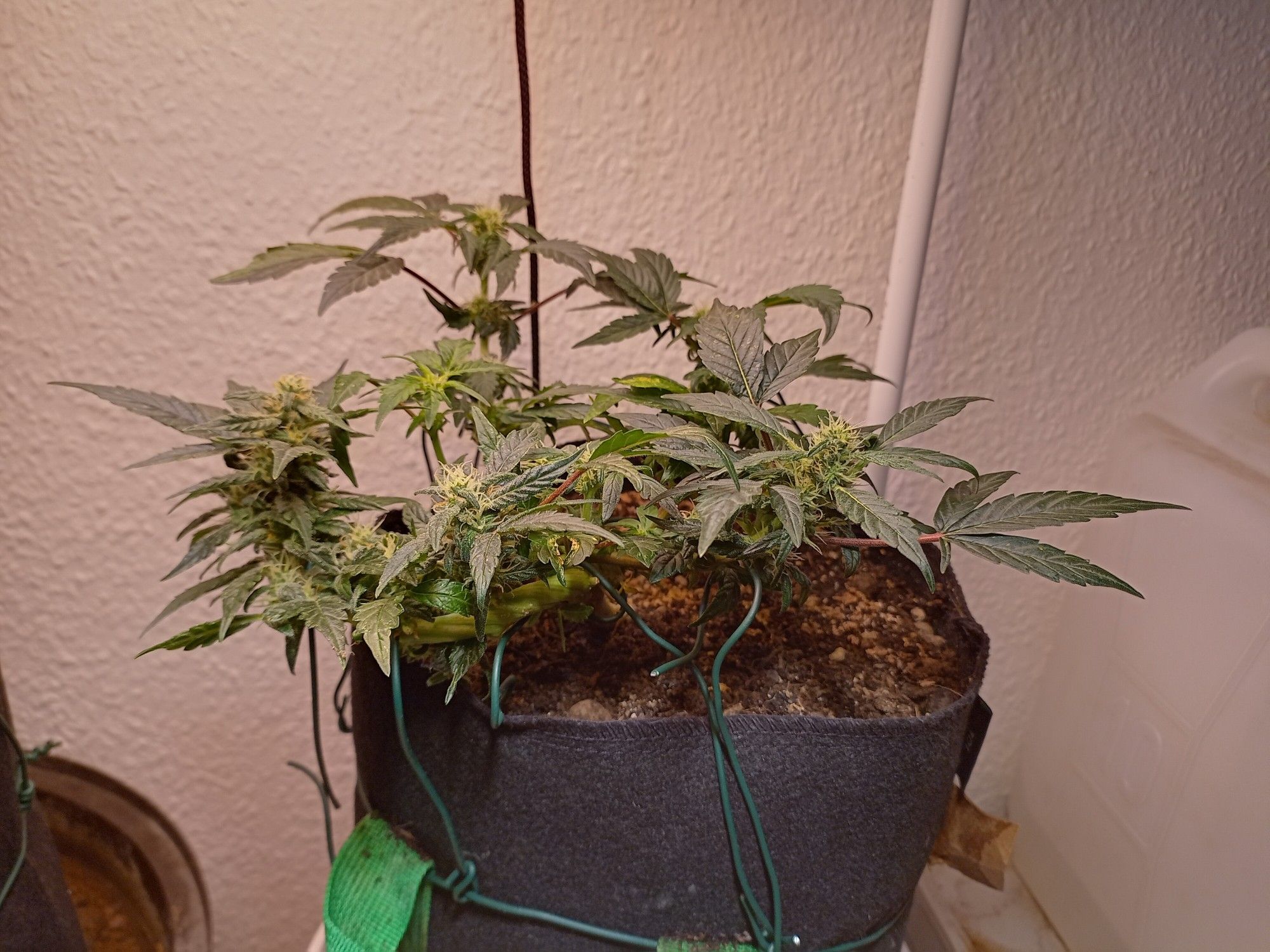 Cannabis, WhiteWidow CBD Auto, Codename: Bondage Widow