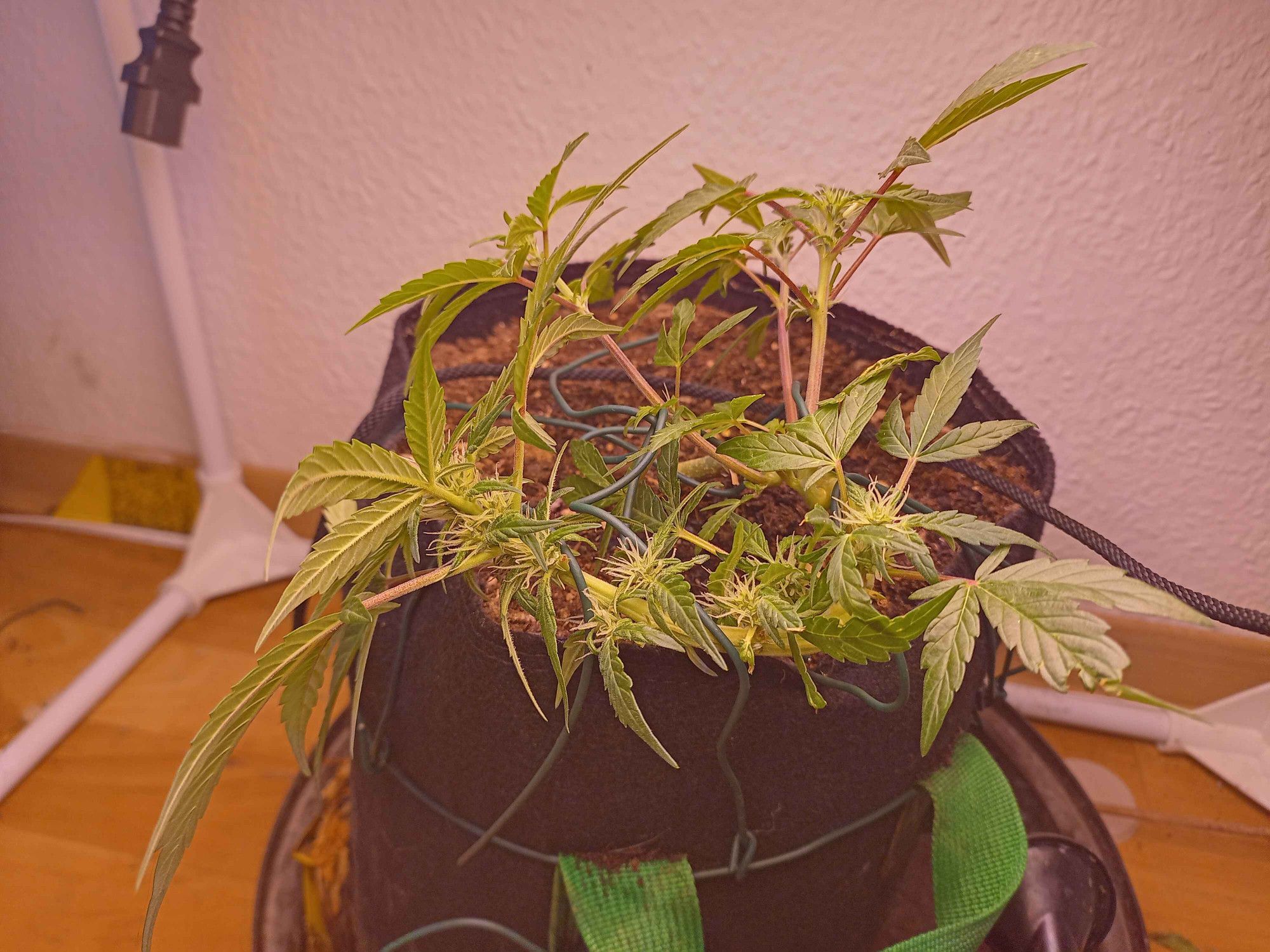 Kleine am Topfrand entlang geführte Cannabispflanze.