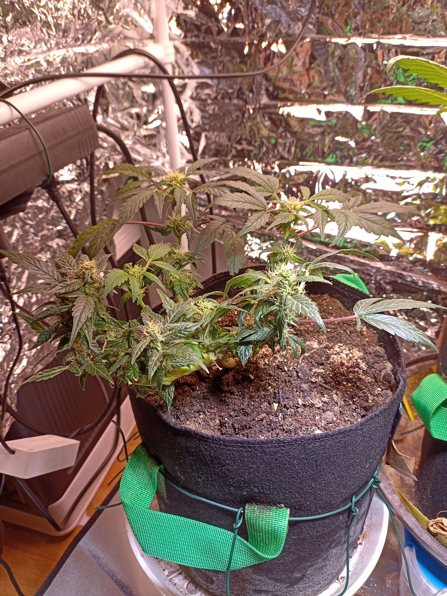 WhiteWidow CBD Auto aka Bondage Widow schräge drauf sicht